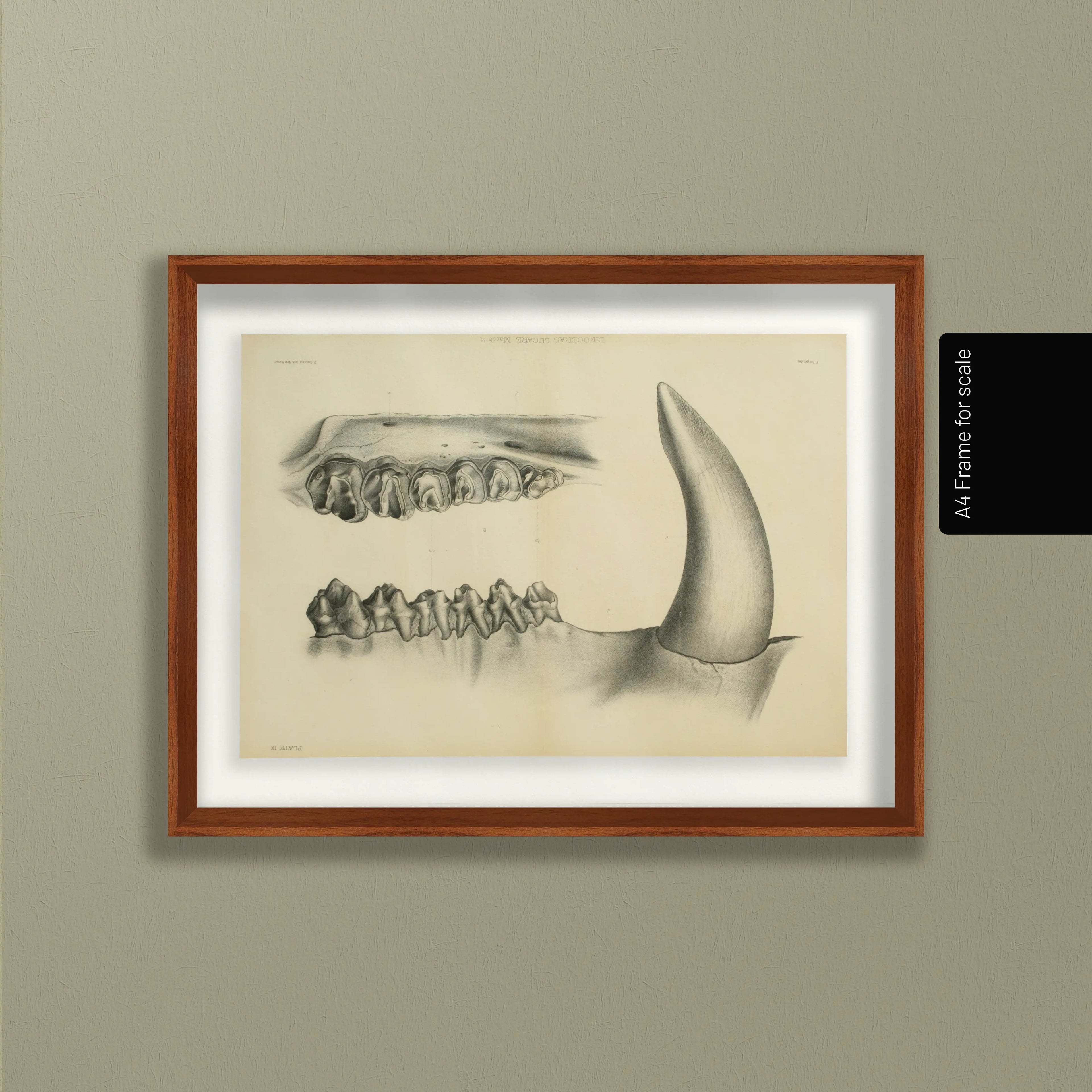 Anatomy: Plate No. 29