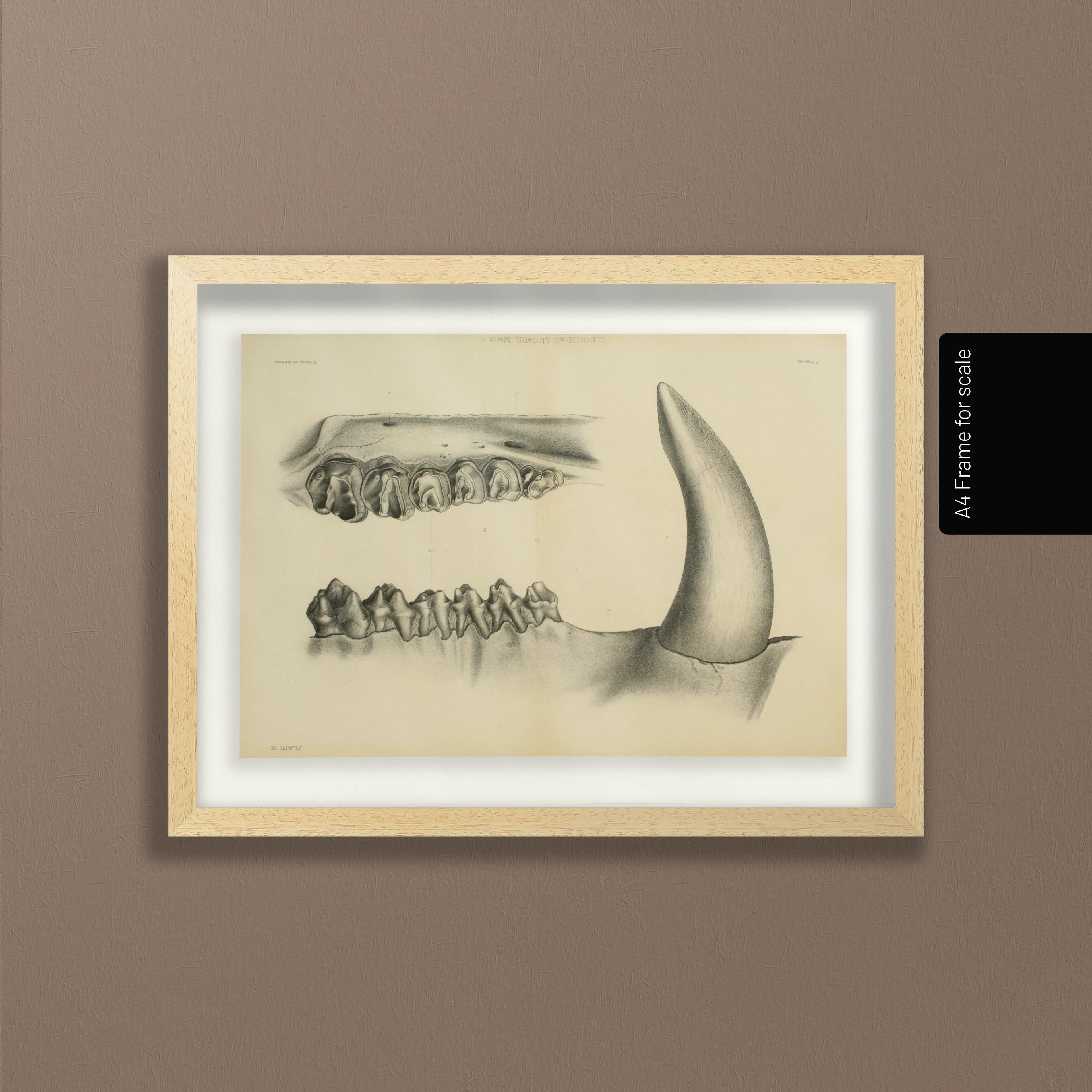 Anatomy: Plate No. 29