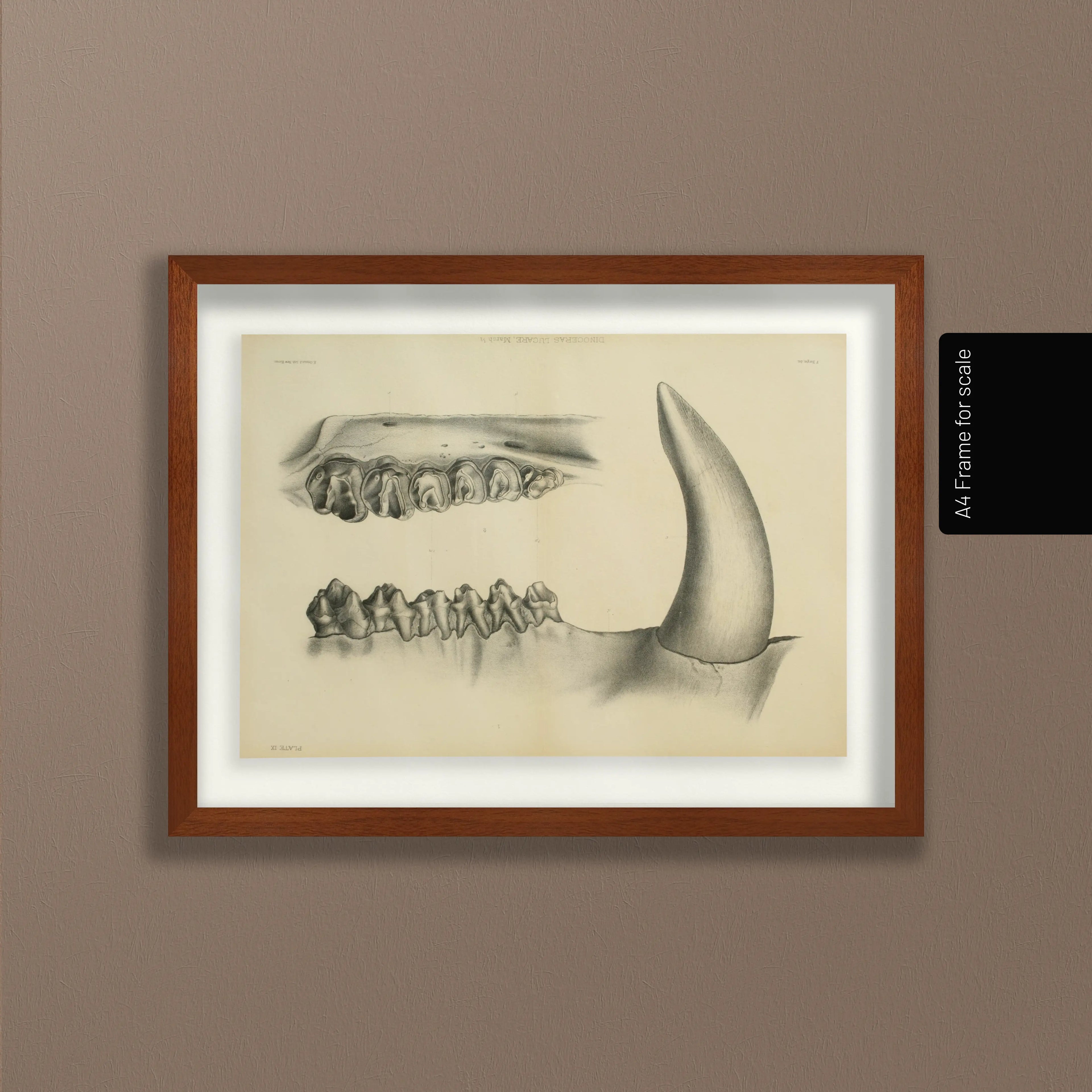 Anatomy: Plate No. 29