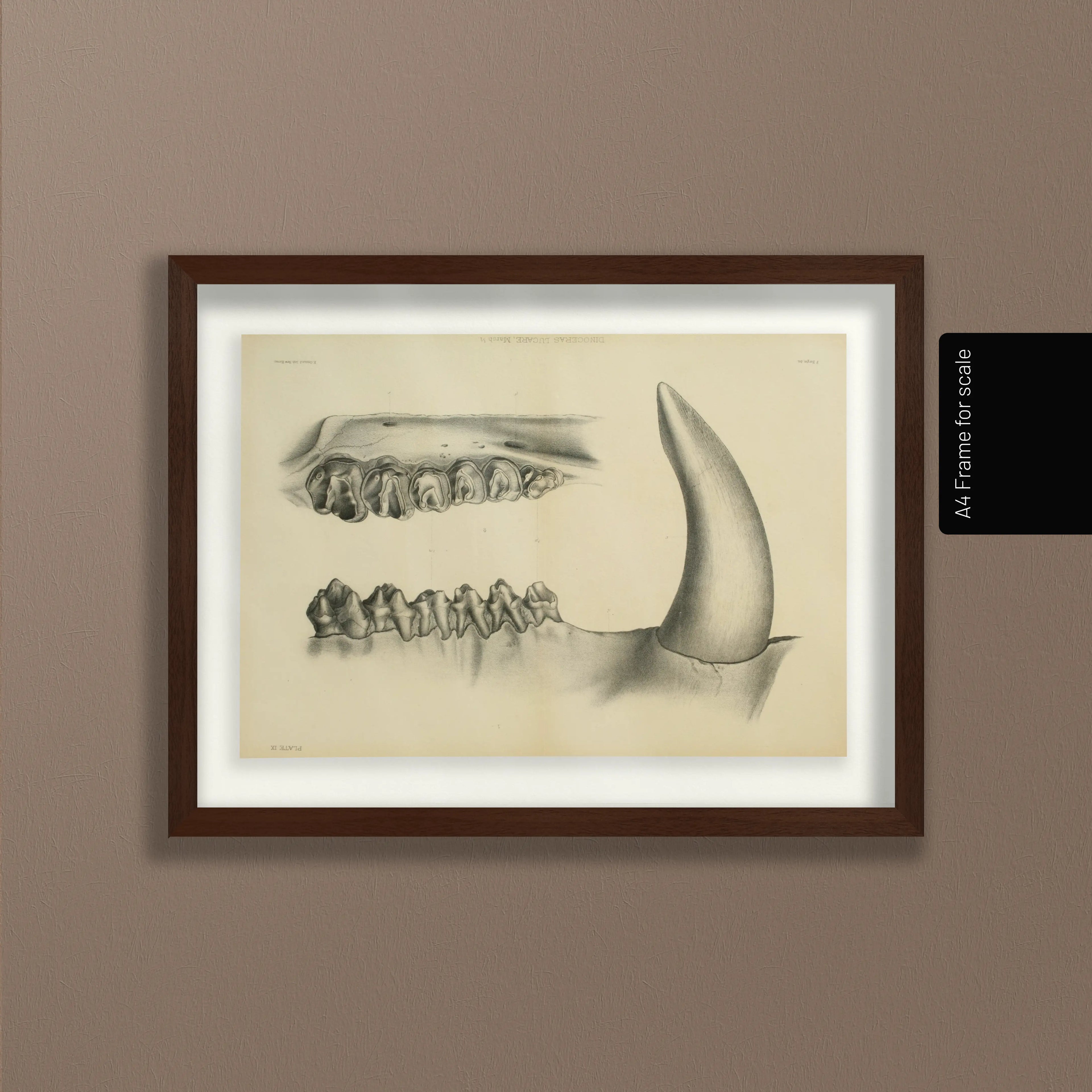 Anatomy: Plate No. 29
