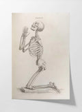 Anatomy: Plate No. 30