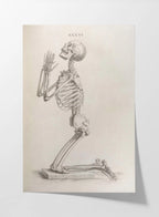 Anatomy: Plate No. 30
