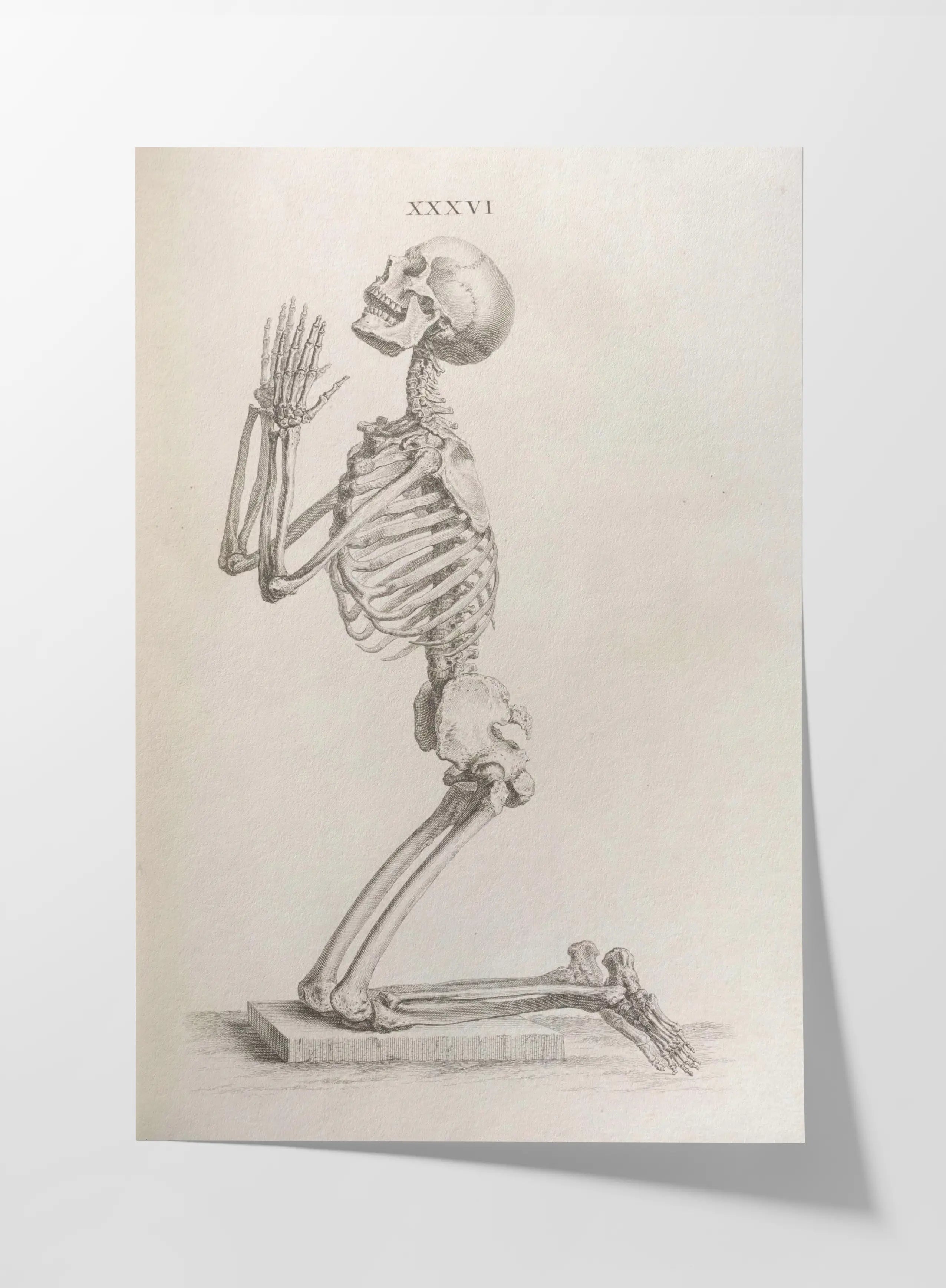 Anatomy: Plate No. 30