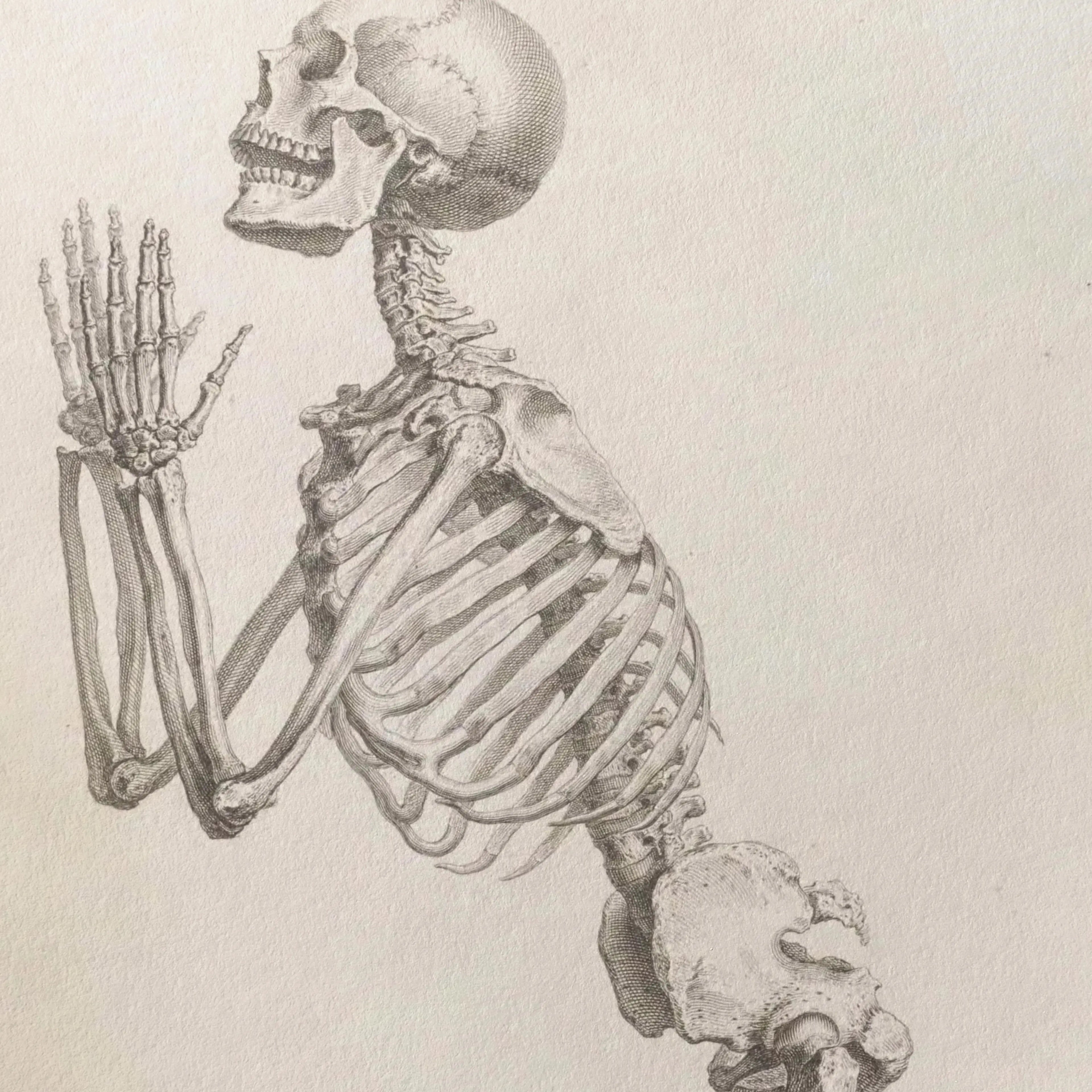Anatomy: Plate No. 30