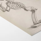 Anatomy: Plate No. 30