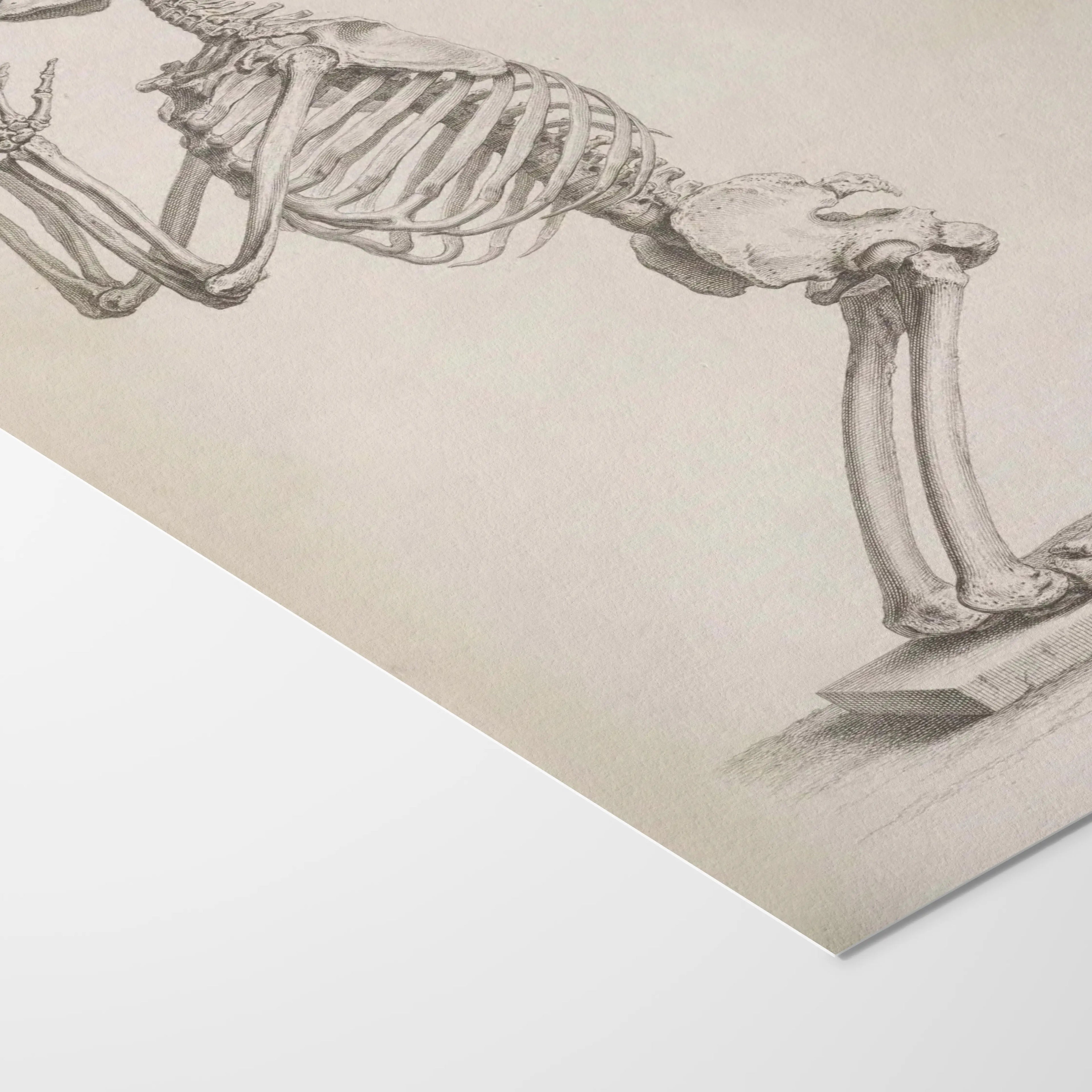 Anatomy: Plate No. 30