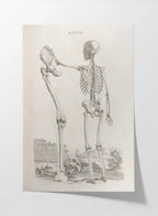 Anatomy: Plate No. 31