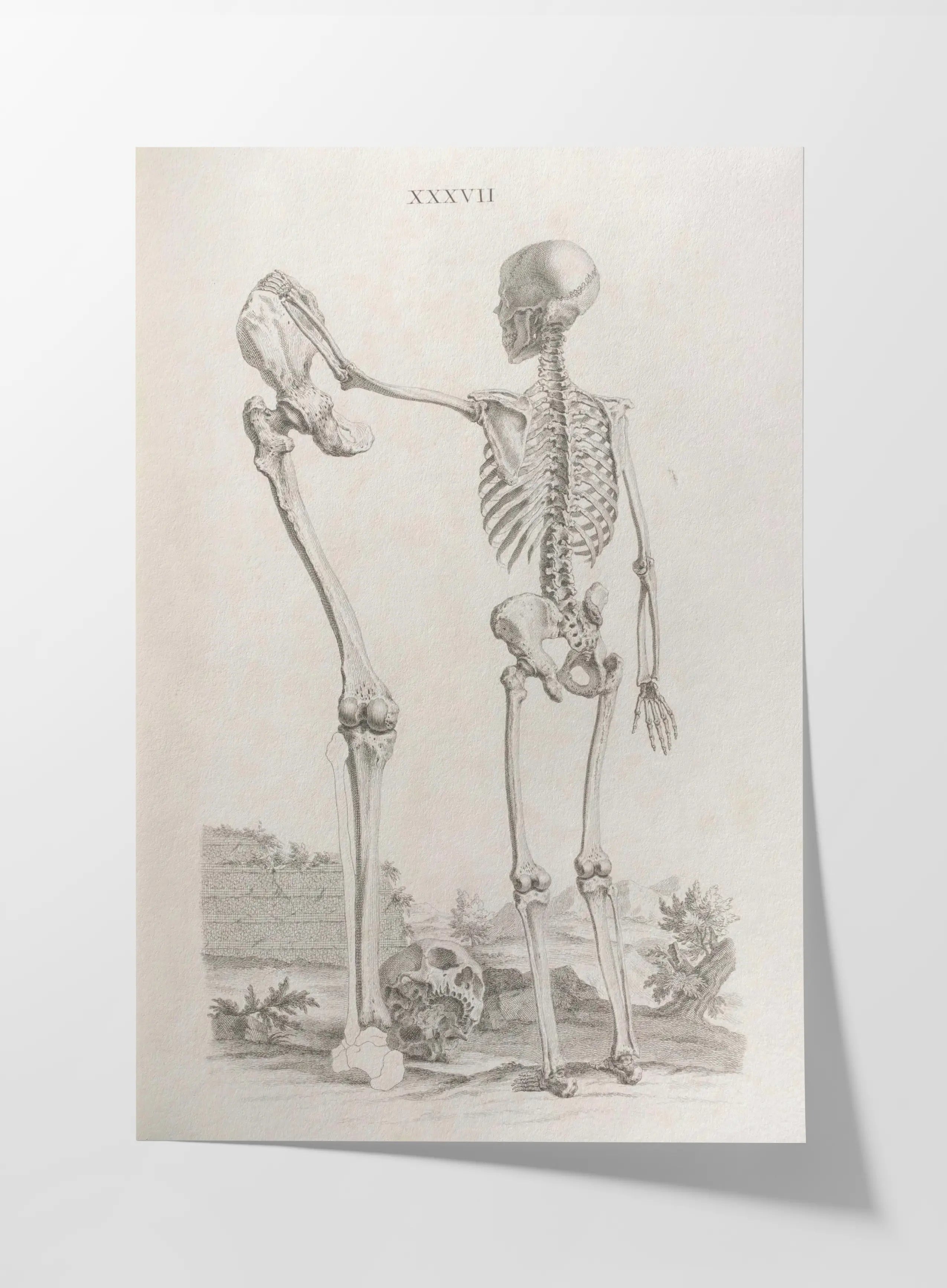 Anatomy: Plate No. 31