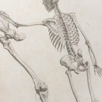 Anatomy: Plate No. 31