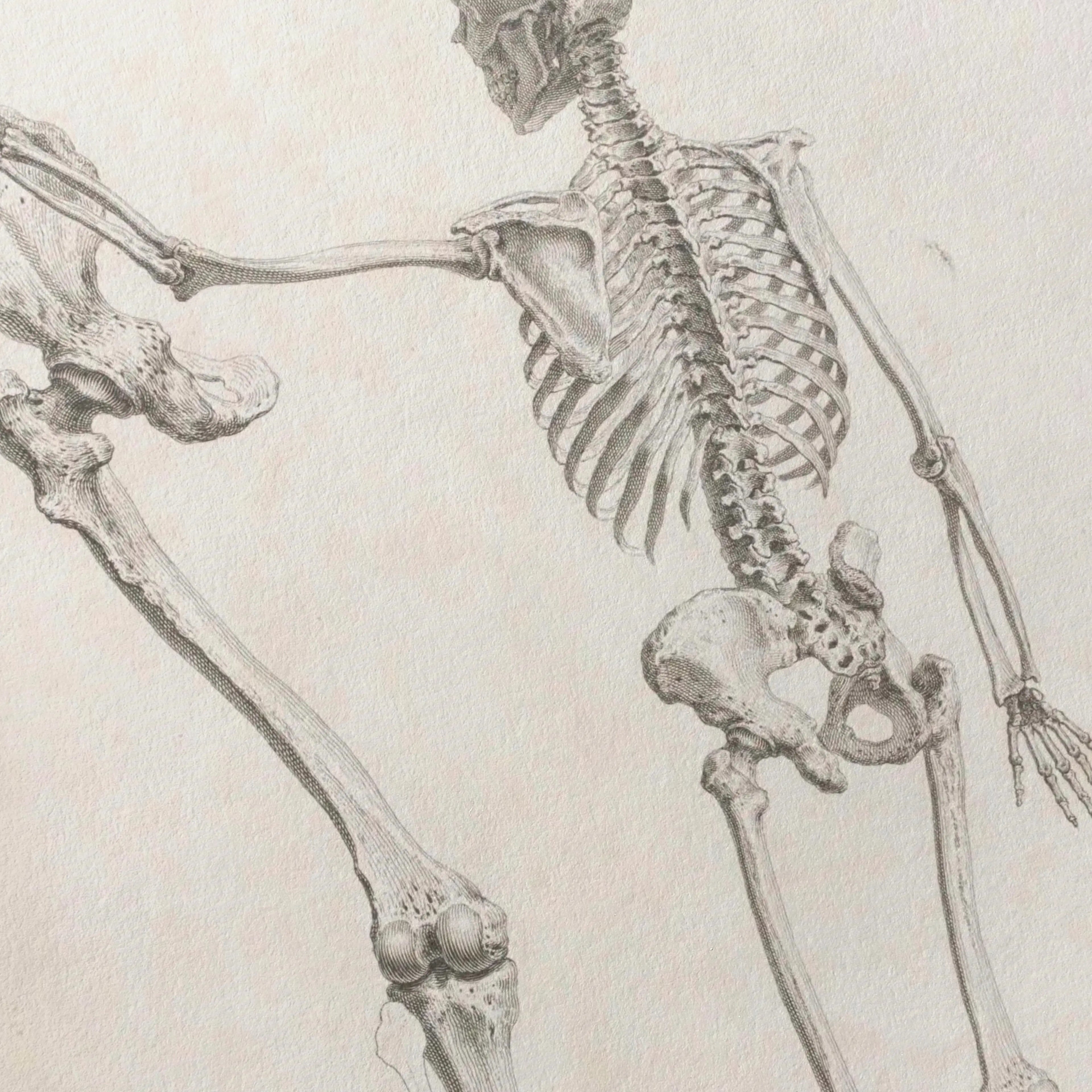 Anatomy: Plate No. 31