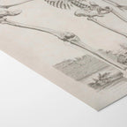 Anatomy: Plate No. 31