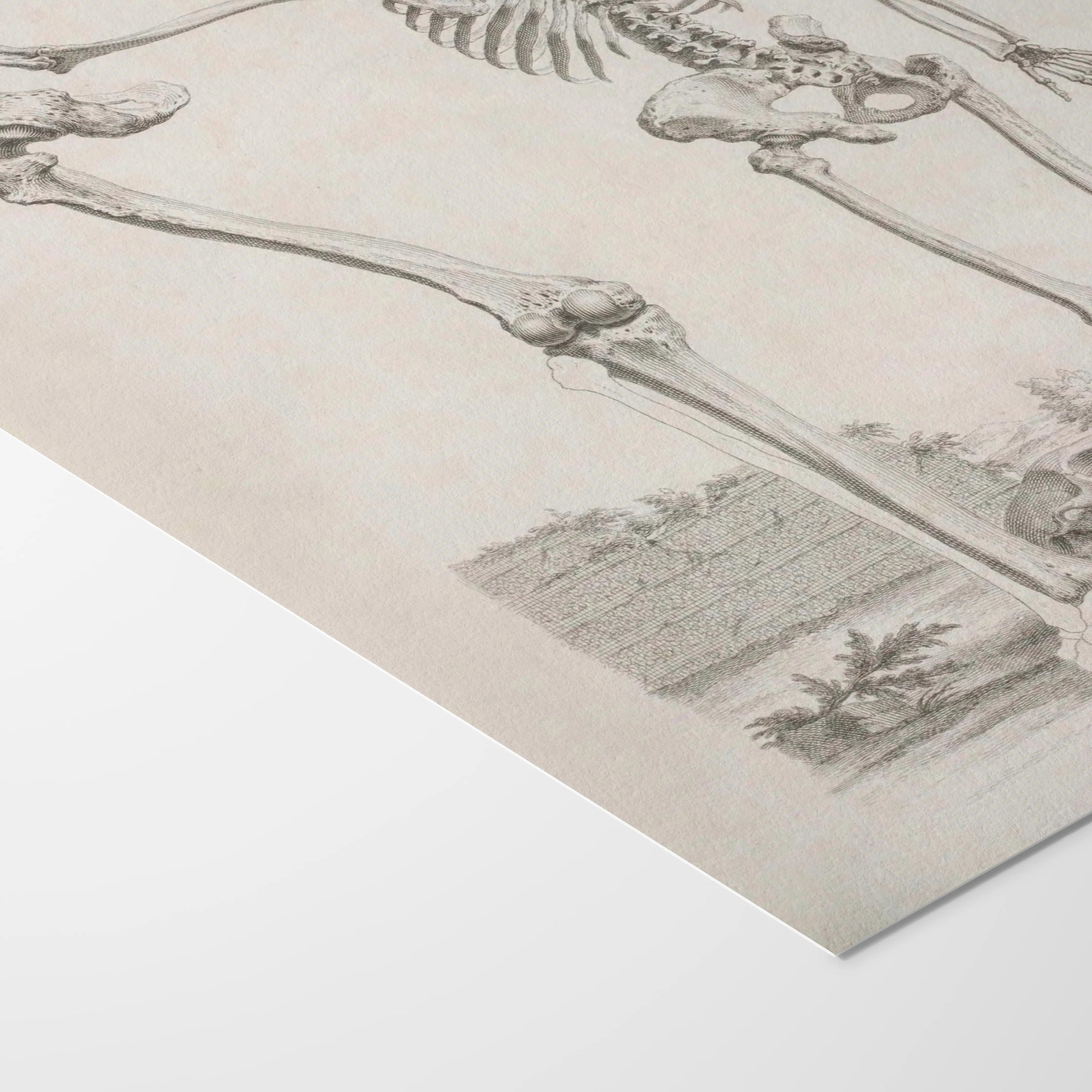Anatomy: Plate No. 31