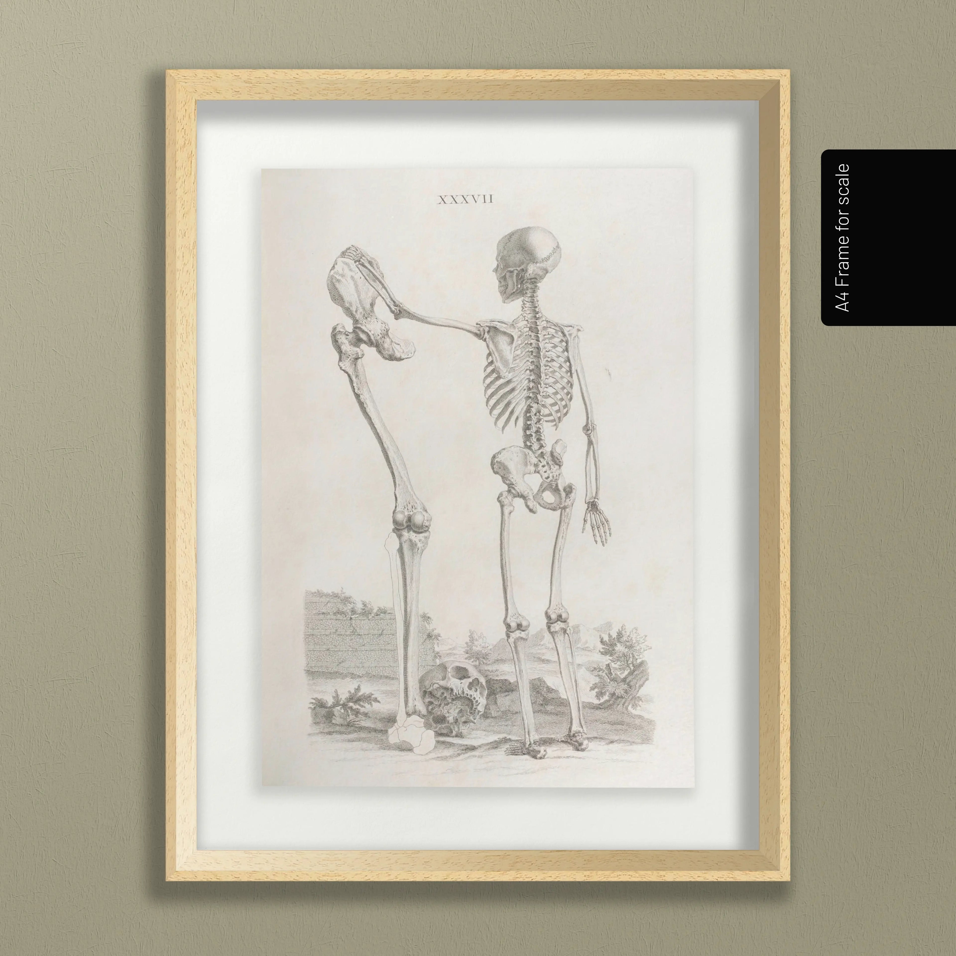Anatomy: Plate No. 31