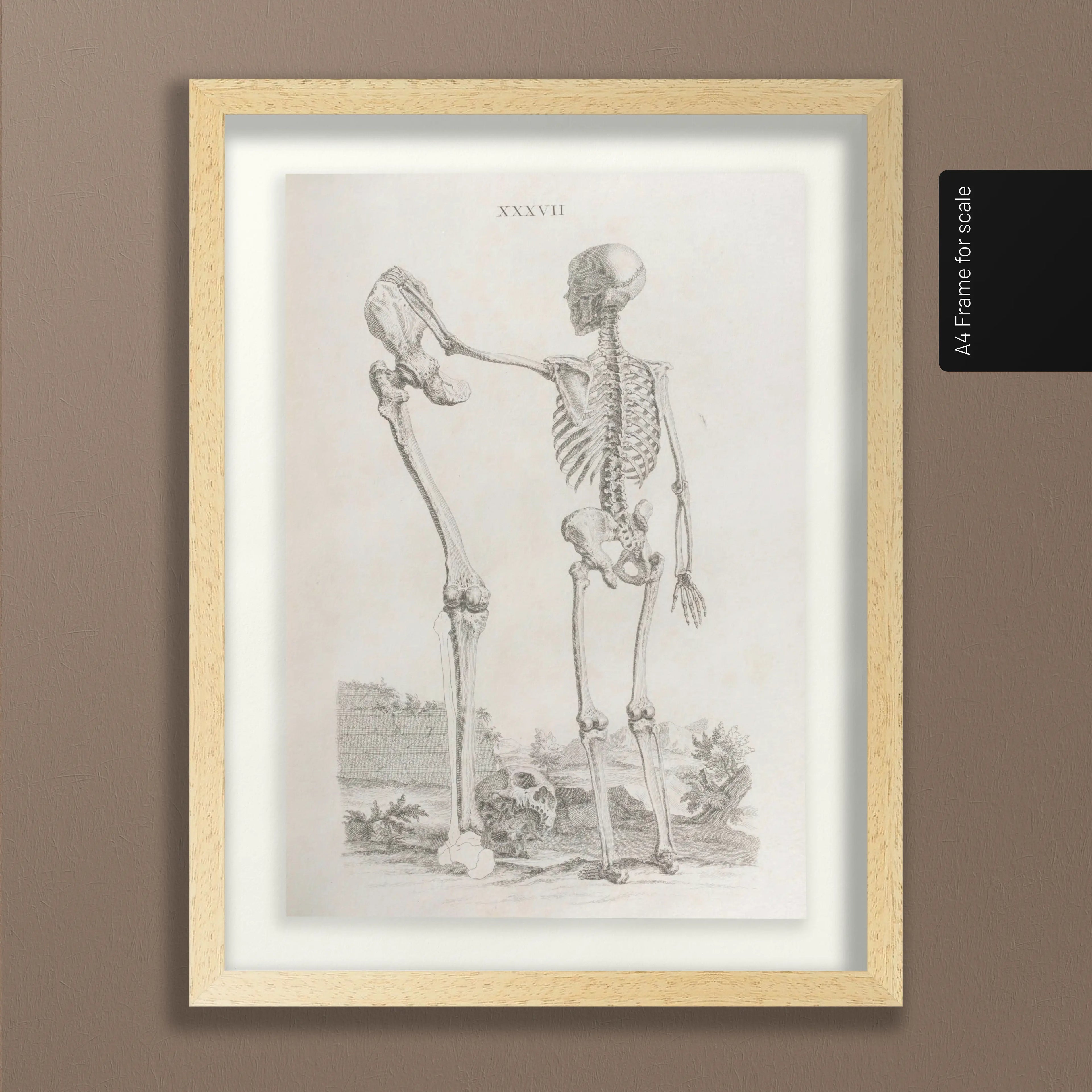 Anatomy: Plate No. 31