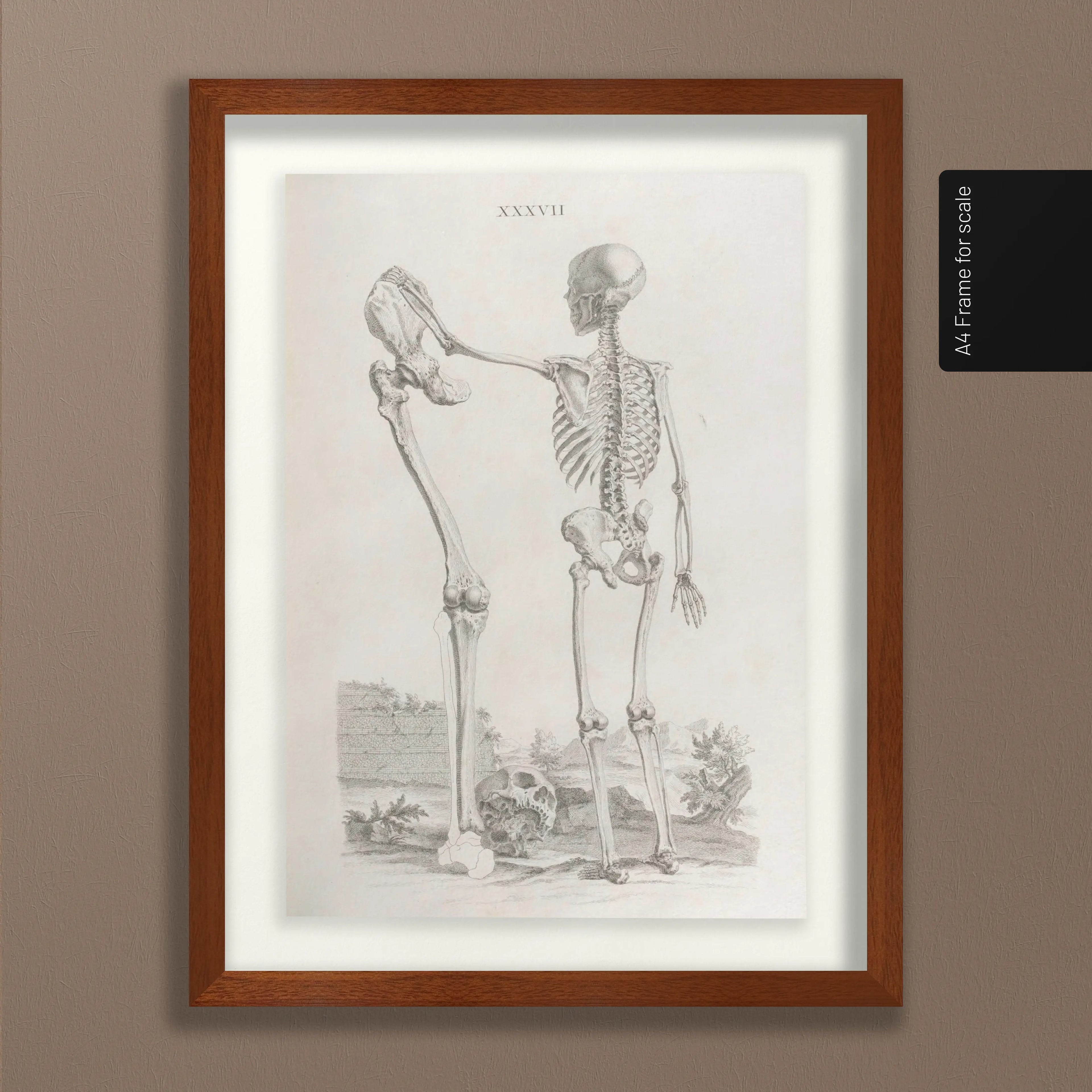 Anatomy: Plate No. 31