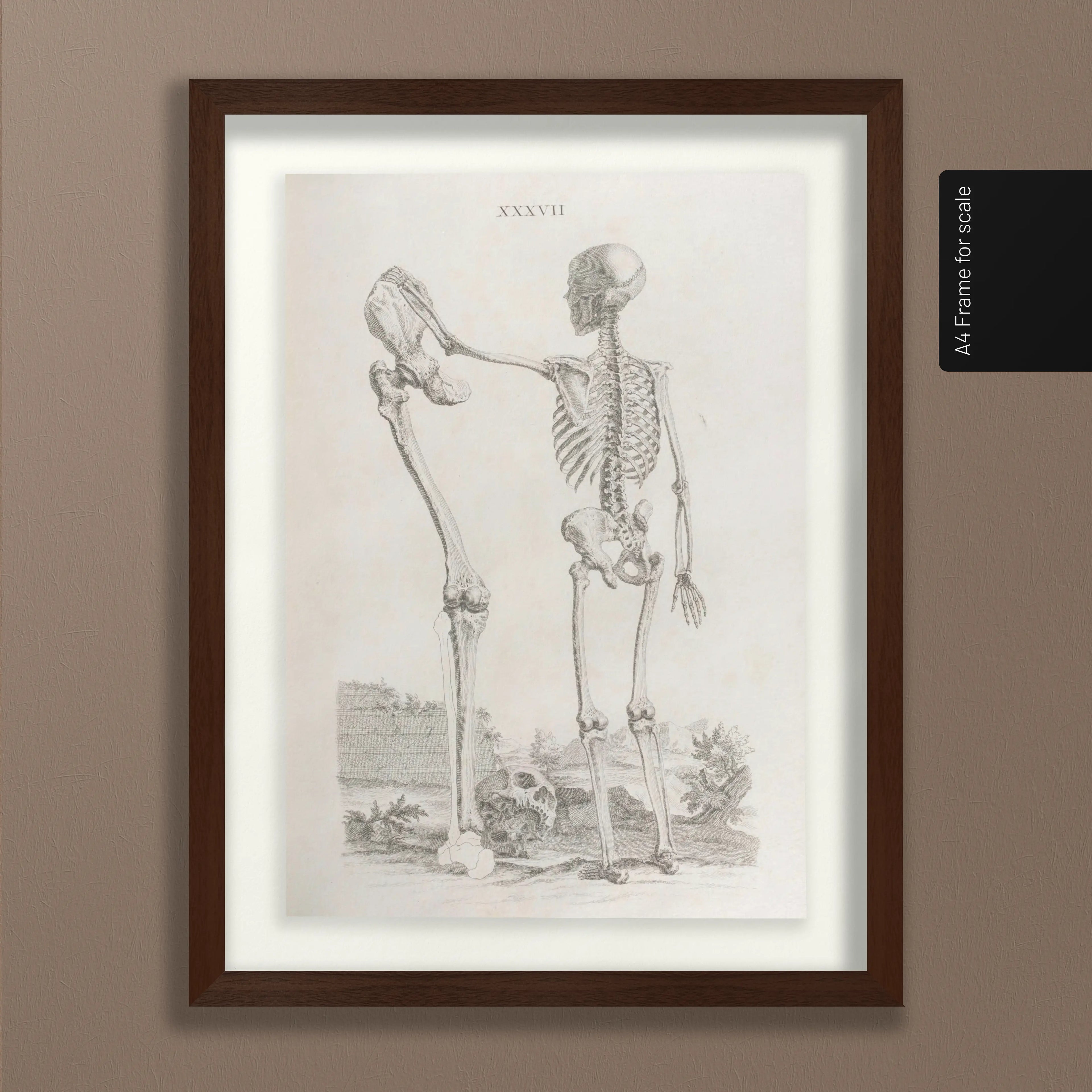 Anatomy: Plate No. 31