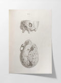 Anatomy: Plate No. 32
