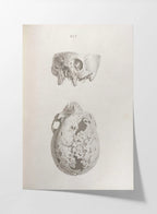 Anatomy: Plate No. 32