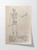 Anatomy: Plate No. 33