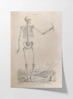 Anatomy: Plate No. 33