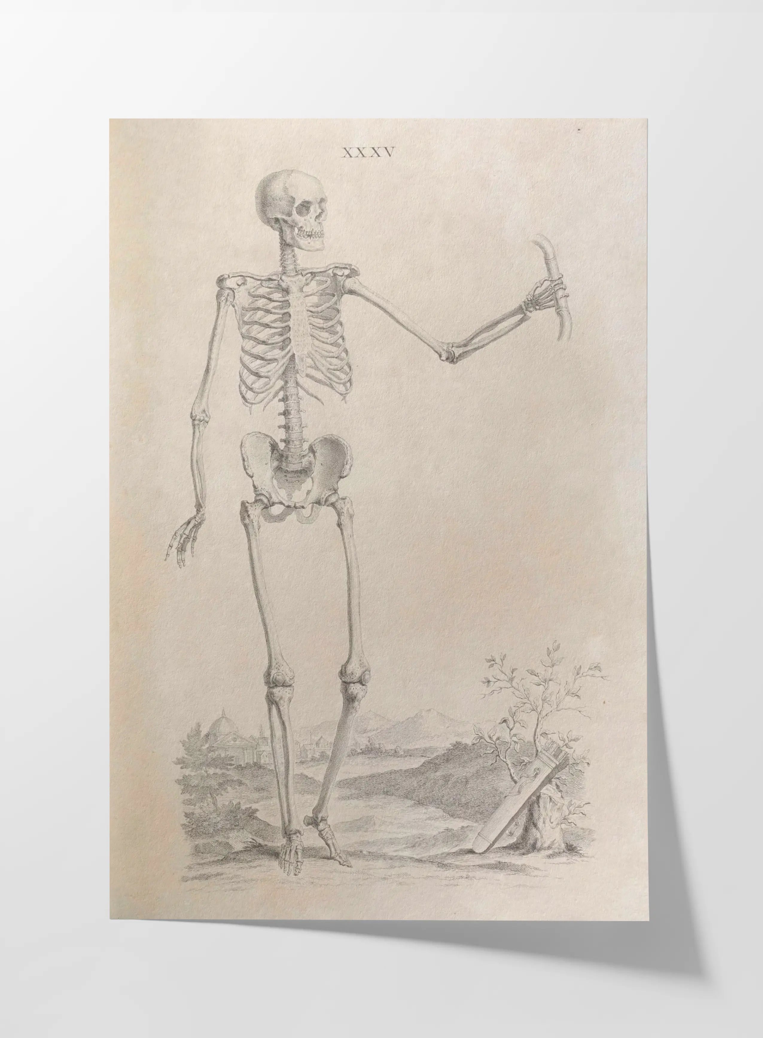 Anatomy: Plate No. 33