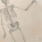 Anatomy: Plate No. 33