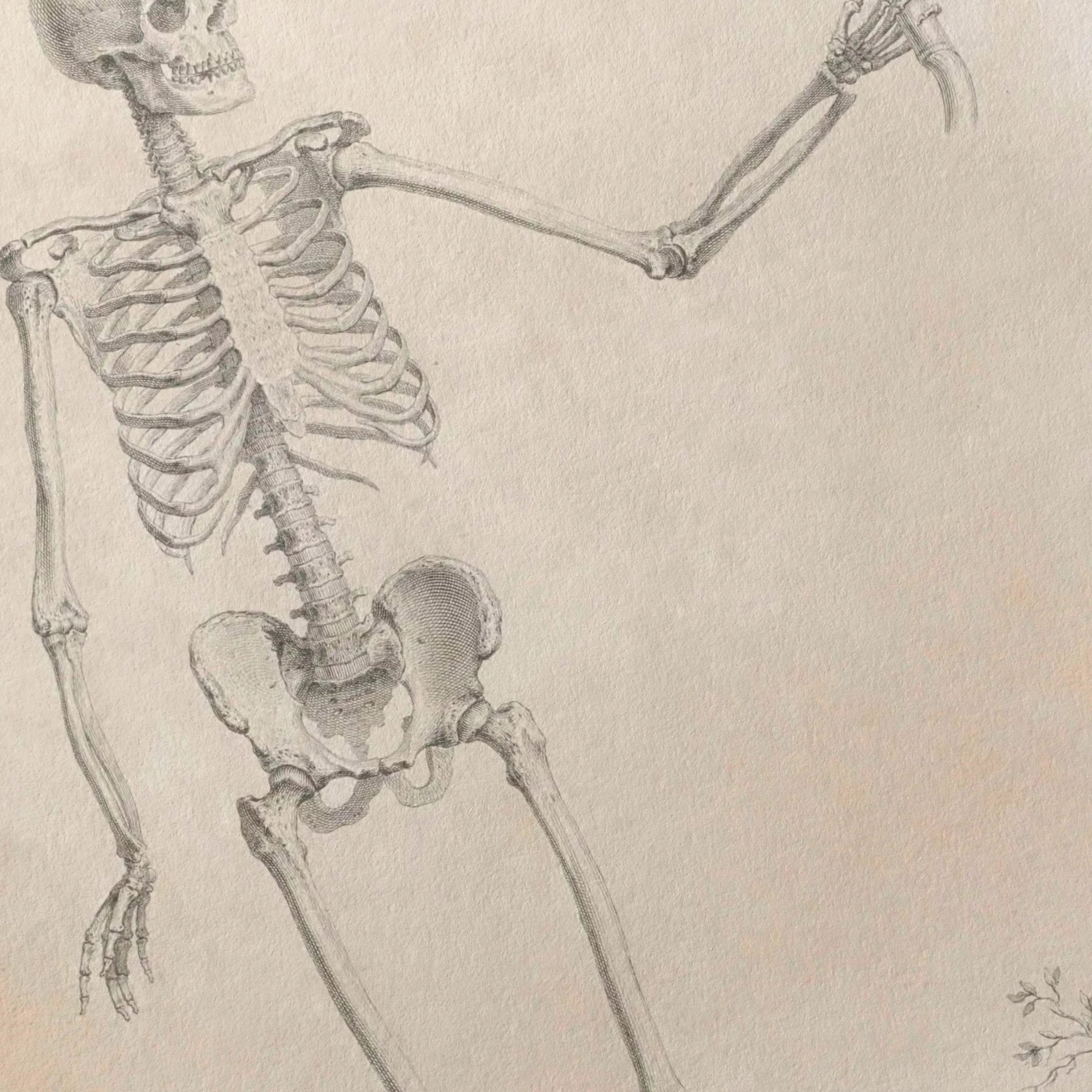 Anatomy: Plate No. 33