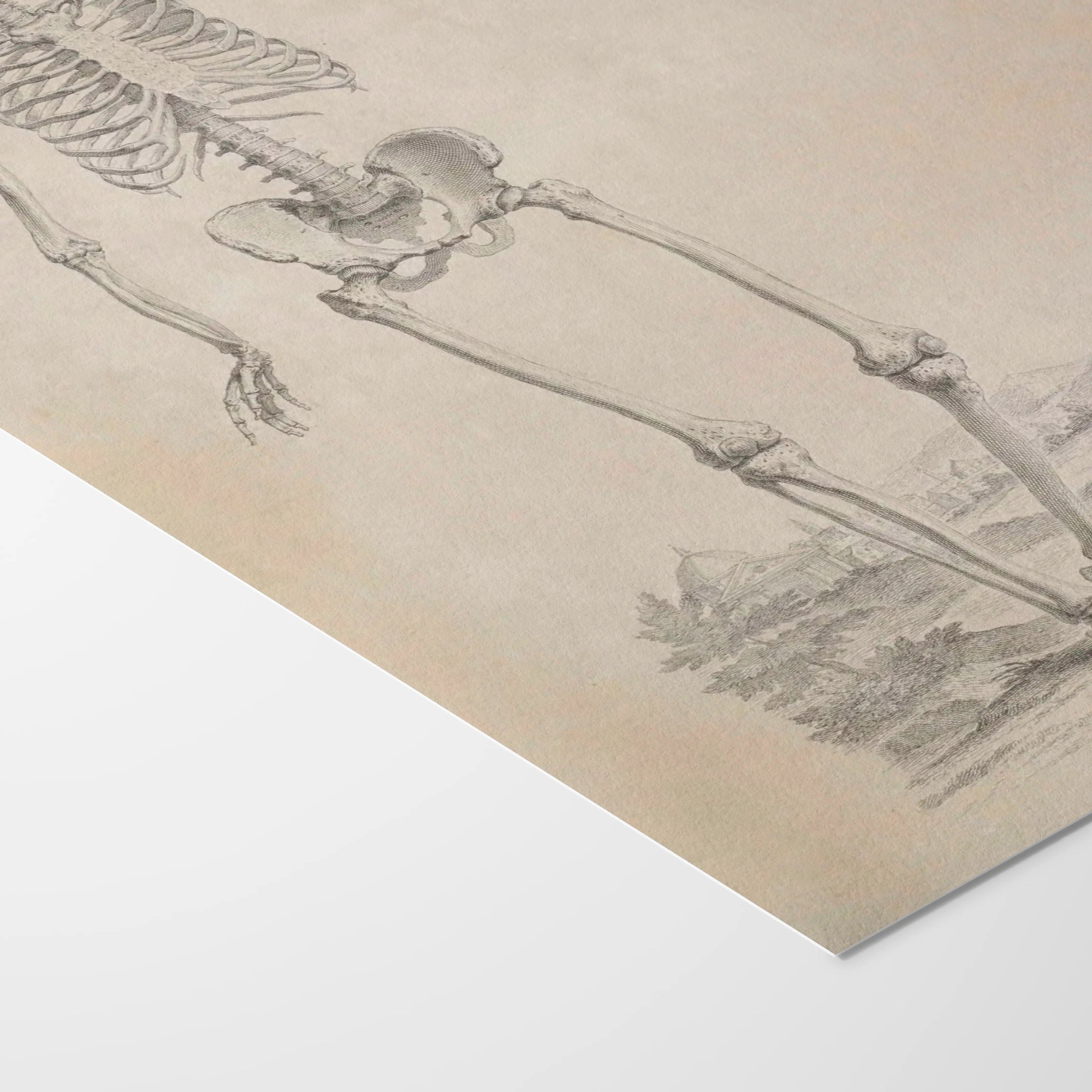 Anatomy: Plate No. 33