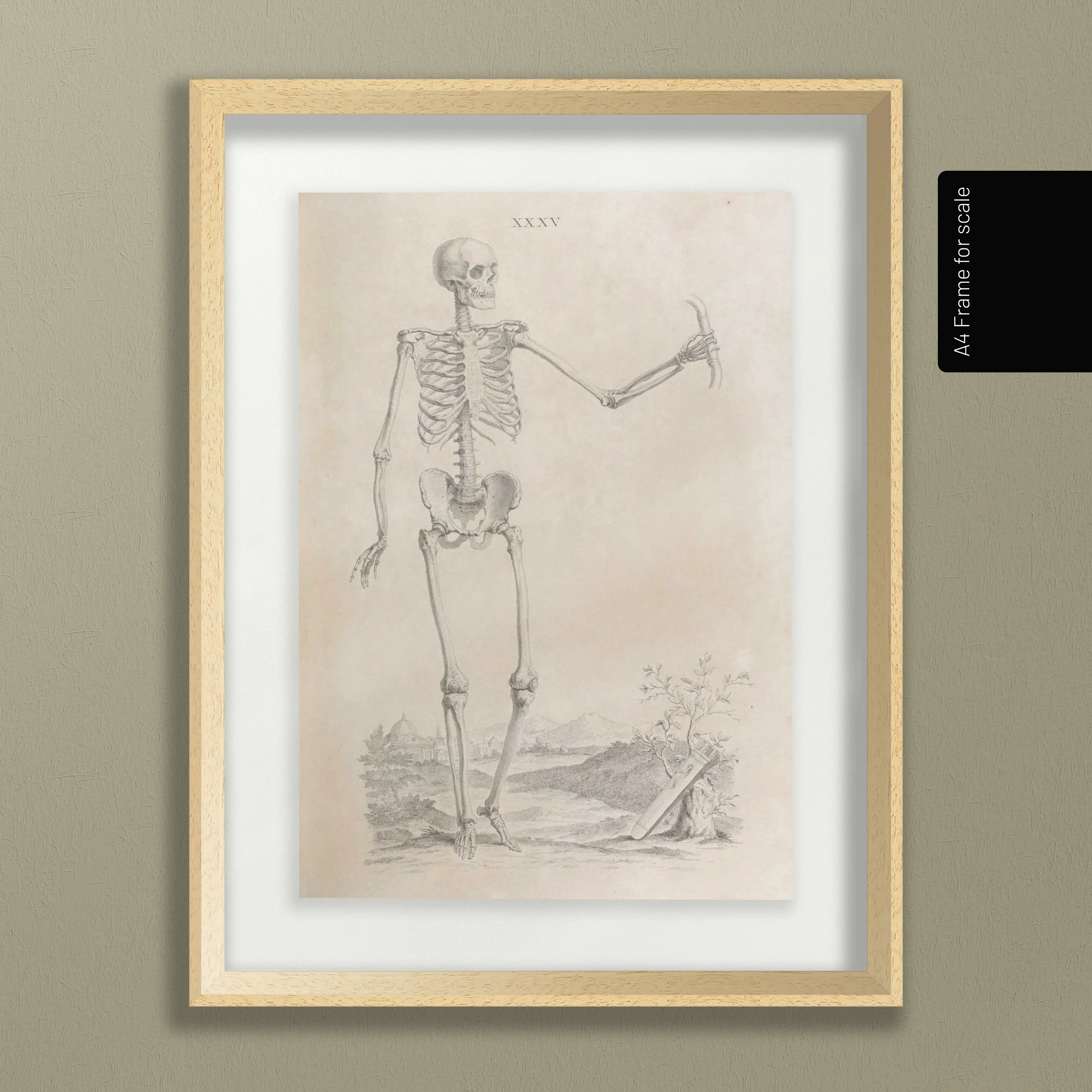 Anatomy: Plate No. 33