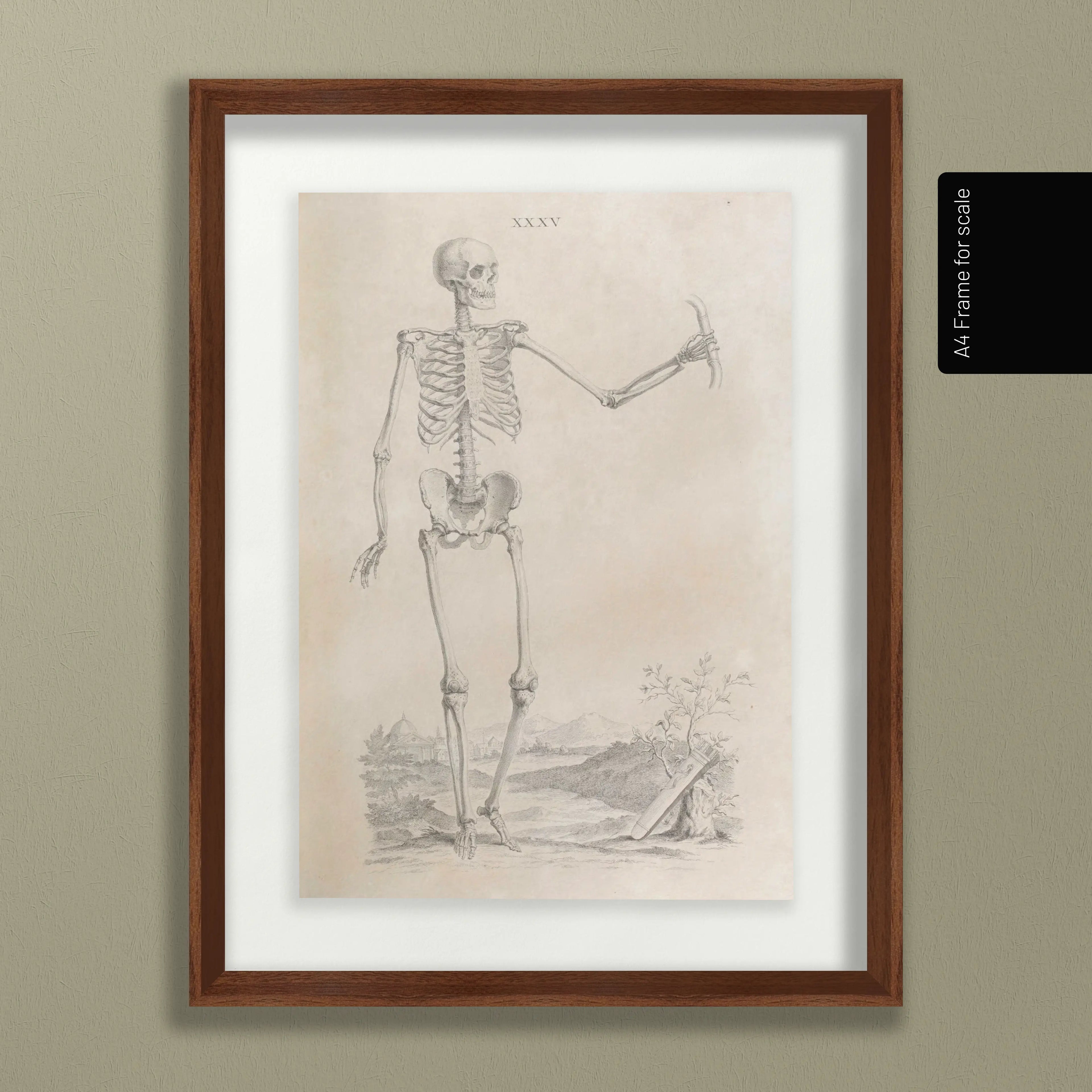 Anatomy: Plate No. 33