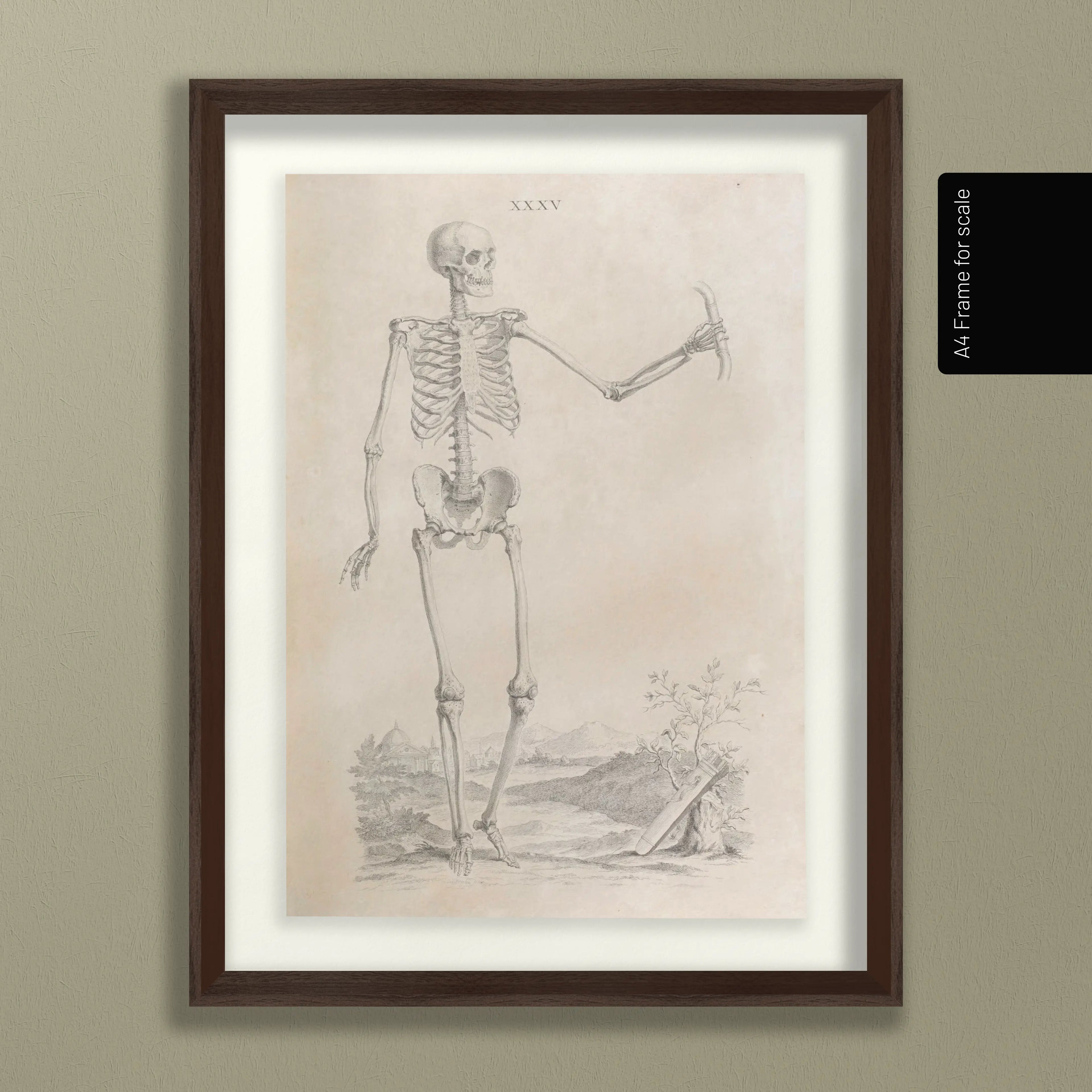 Anatomy: Plate No. 33