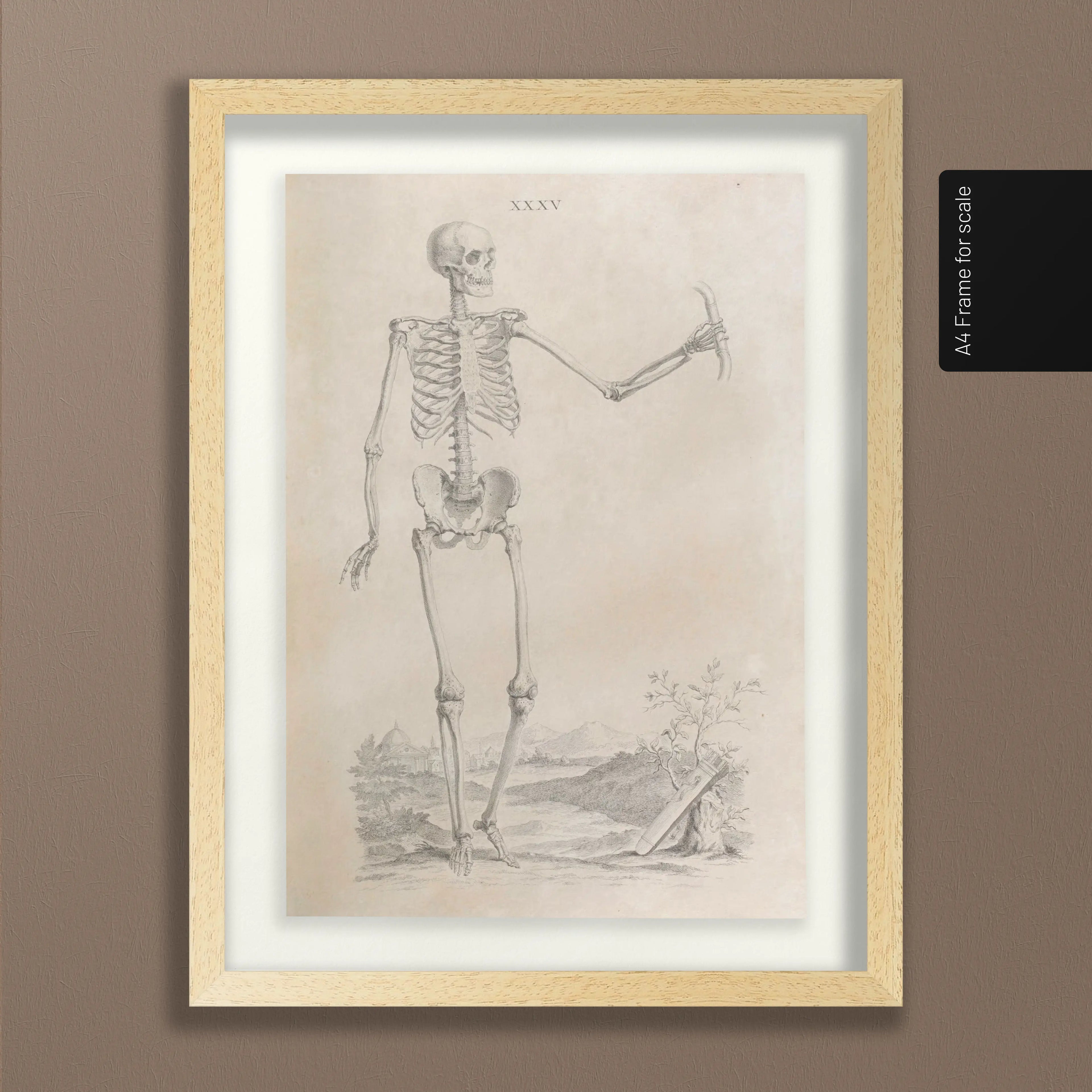 Anatomy: Plate No. 33
