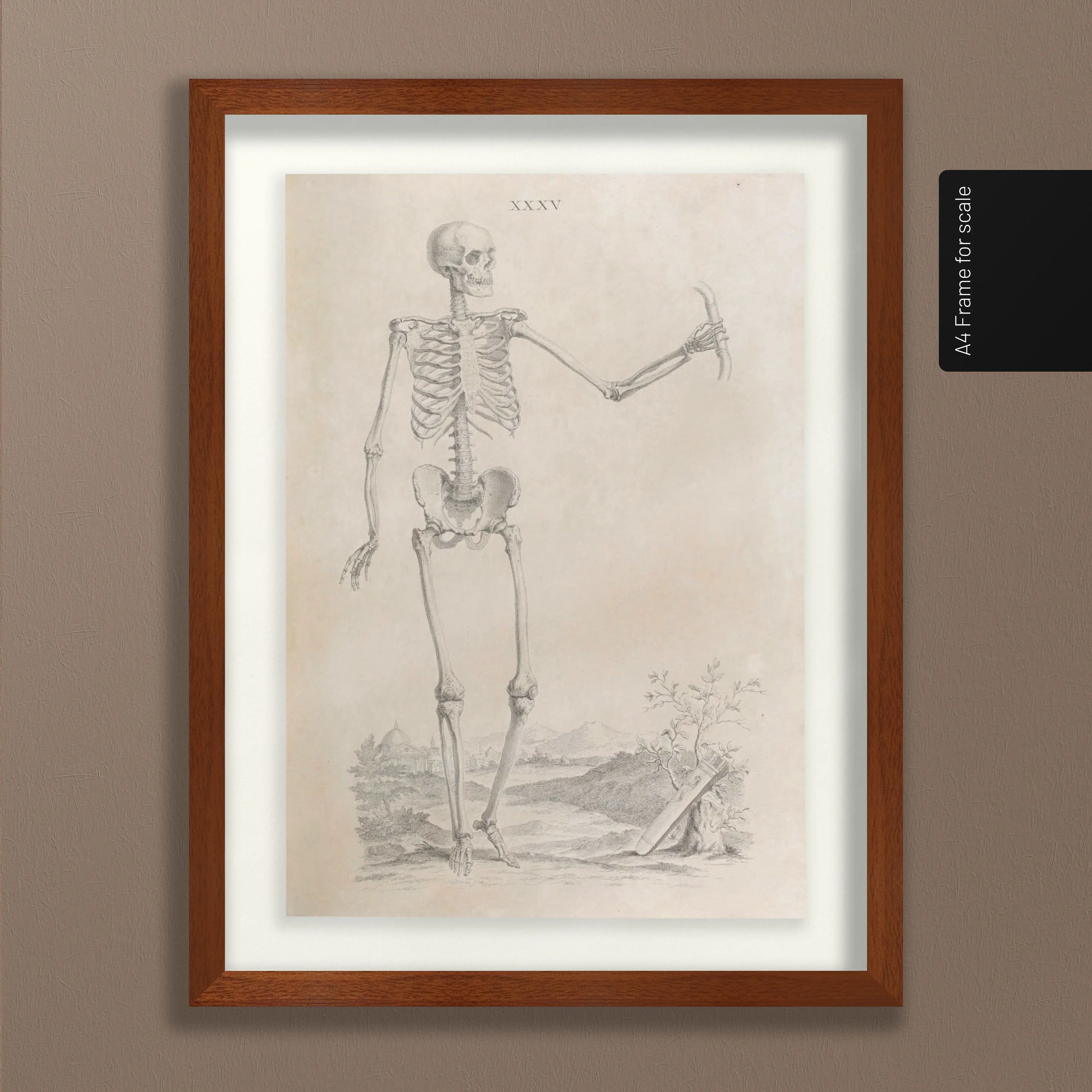 Anatomy: Plate No. 33