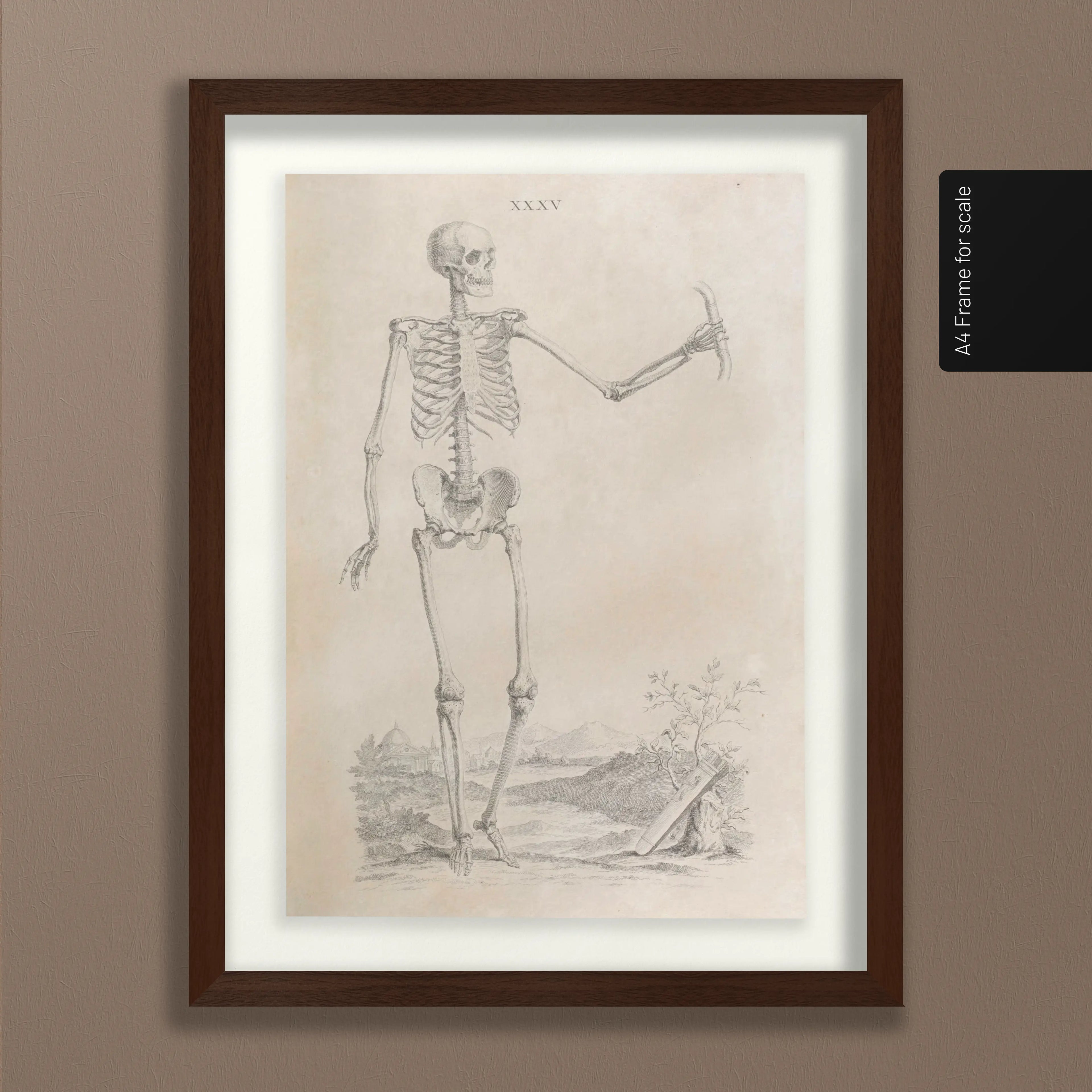 Anatomy: Plate No. 33