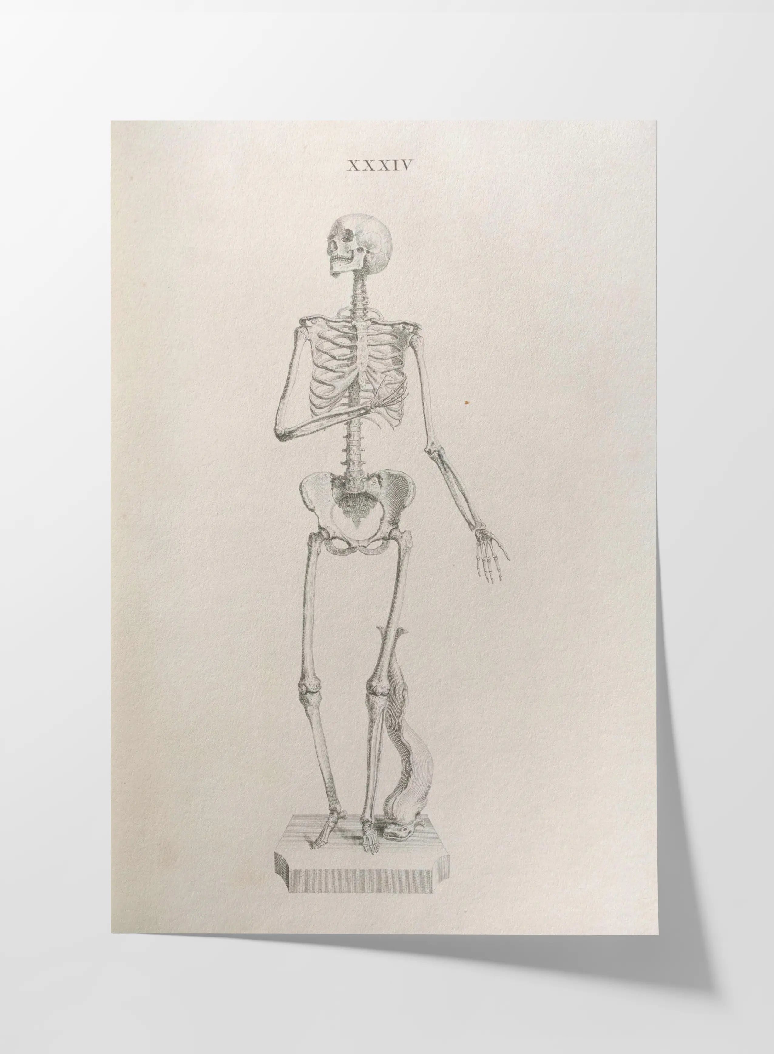 Anatomy: Plate No. 34