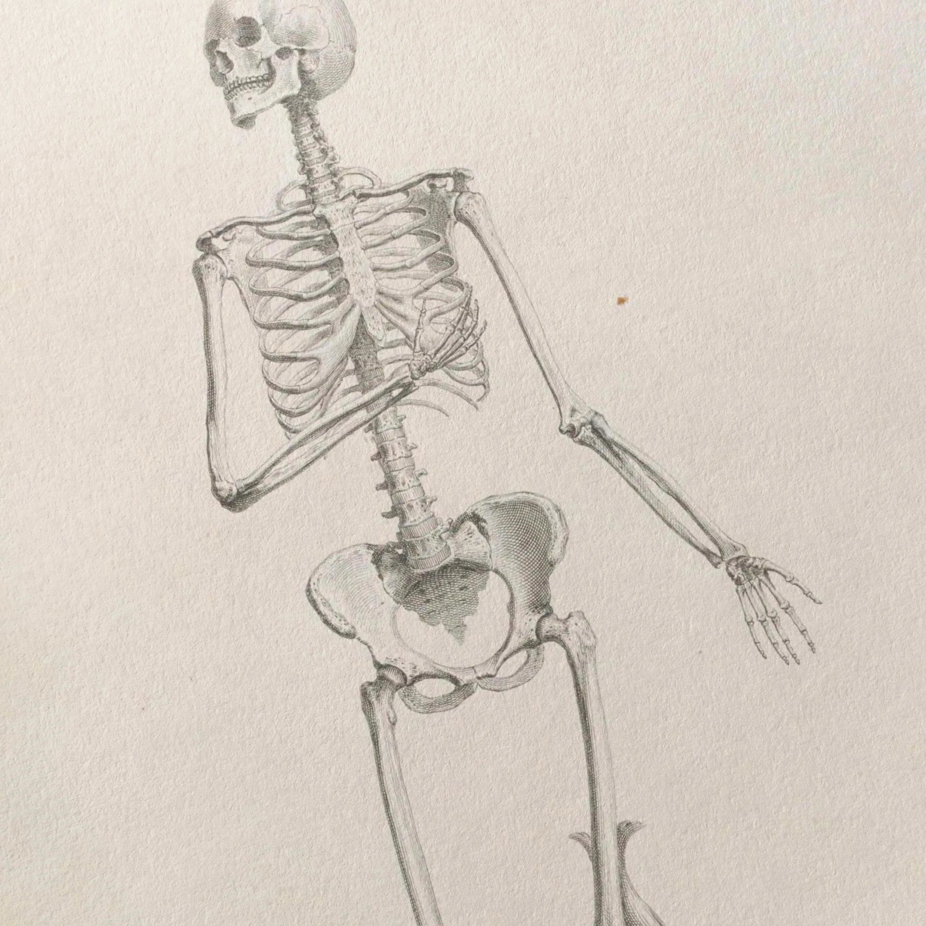 Anatomy: Plate No. 34