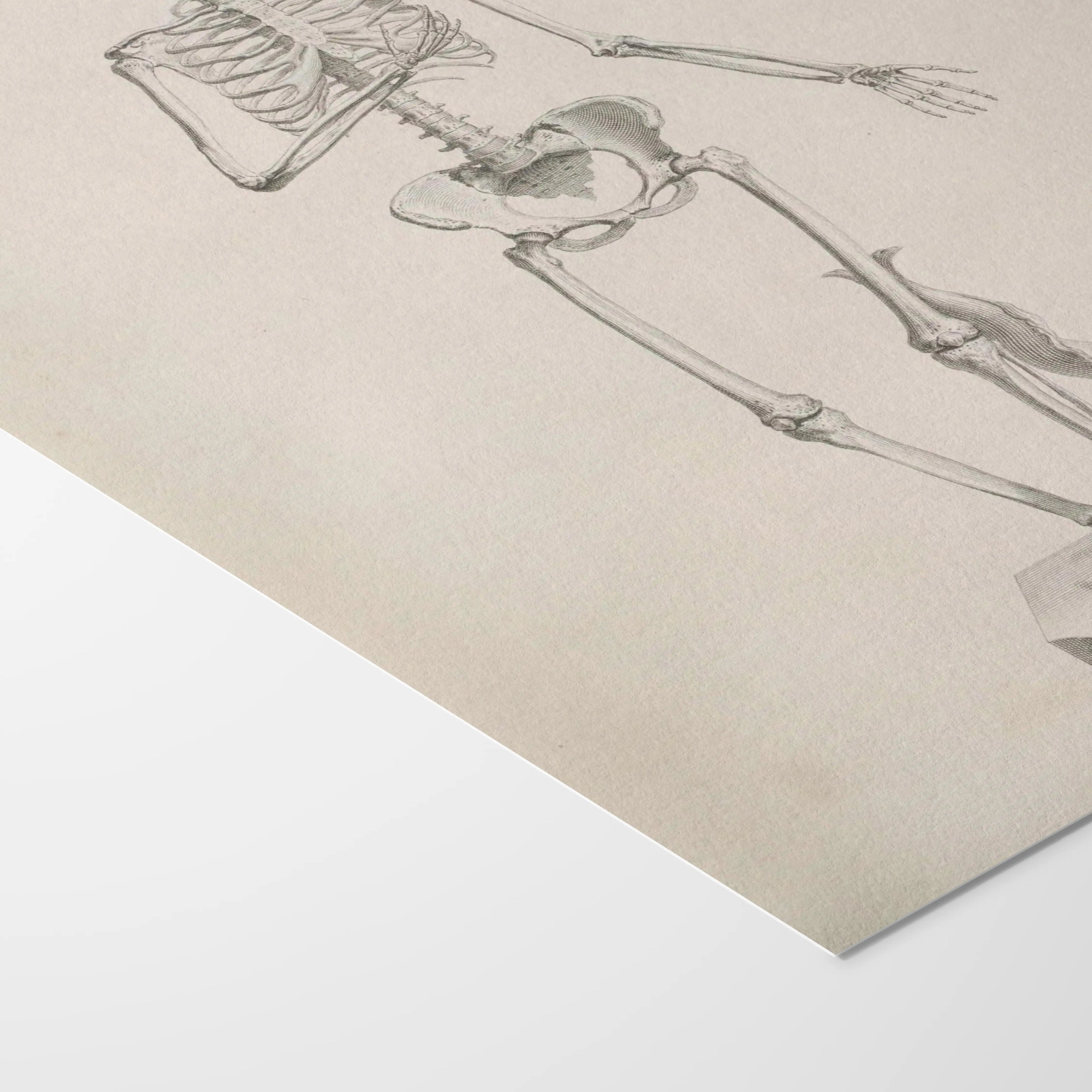 Anatomy: Plate No. 34