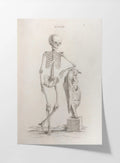 Anatomy: Plate No. 35