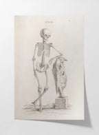 Anatomy: Plate No. 35