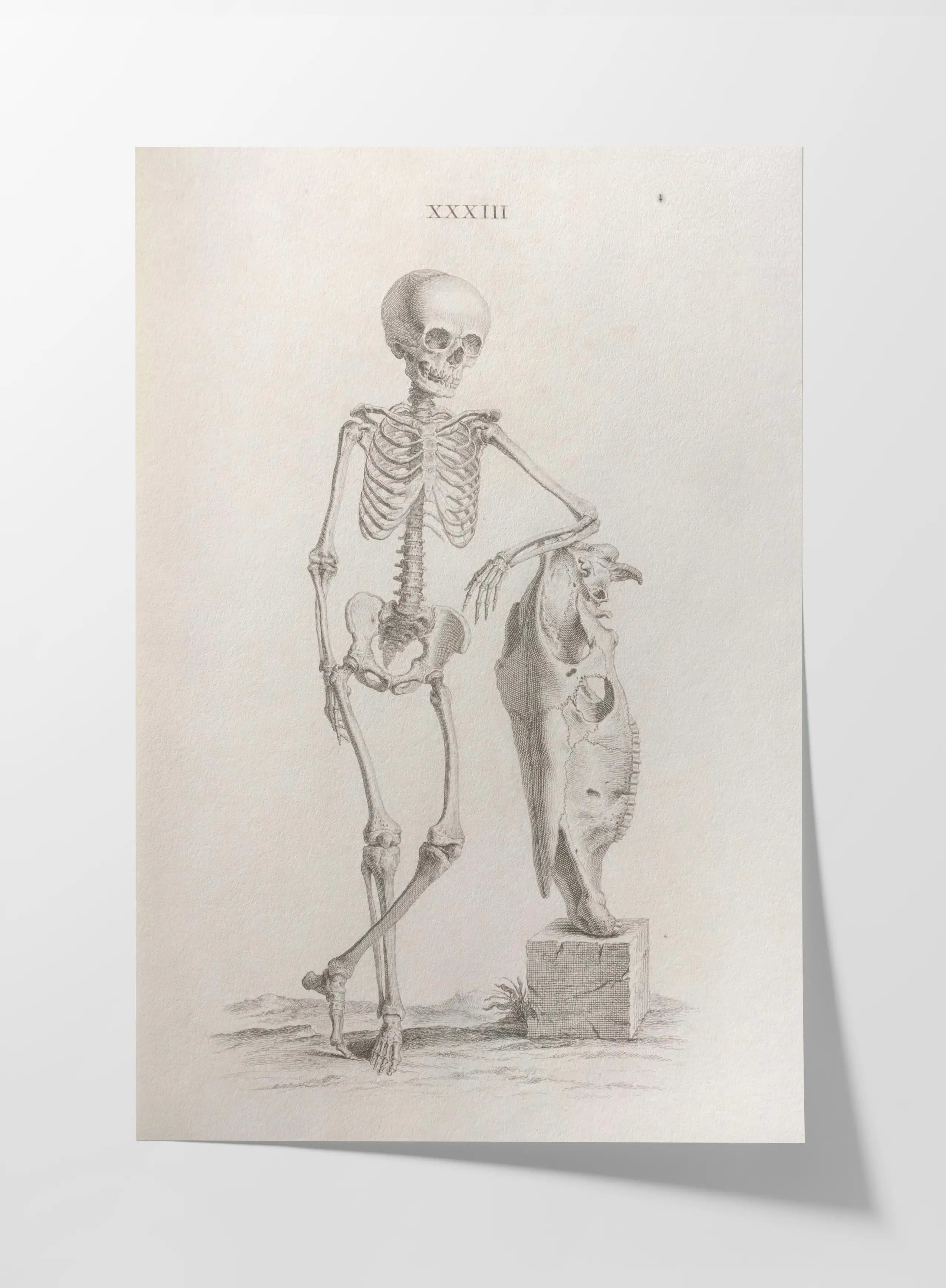 Anatomy: Plate No. 35
