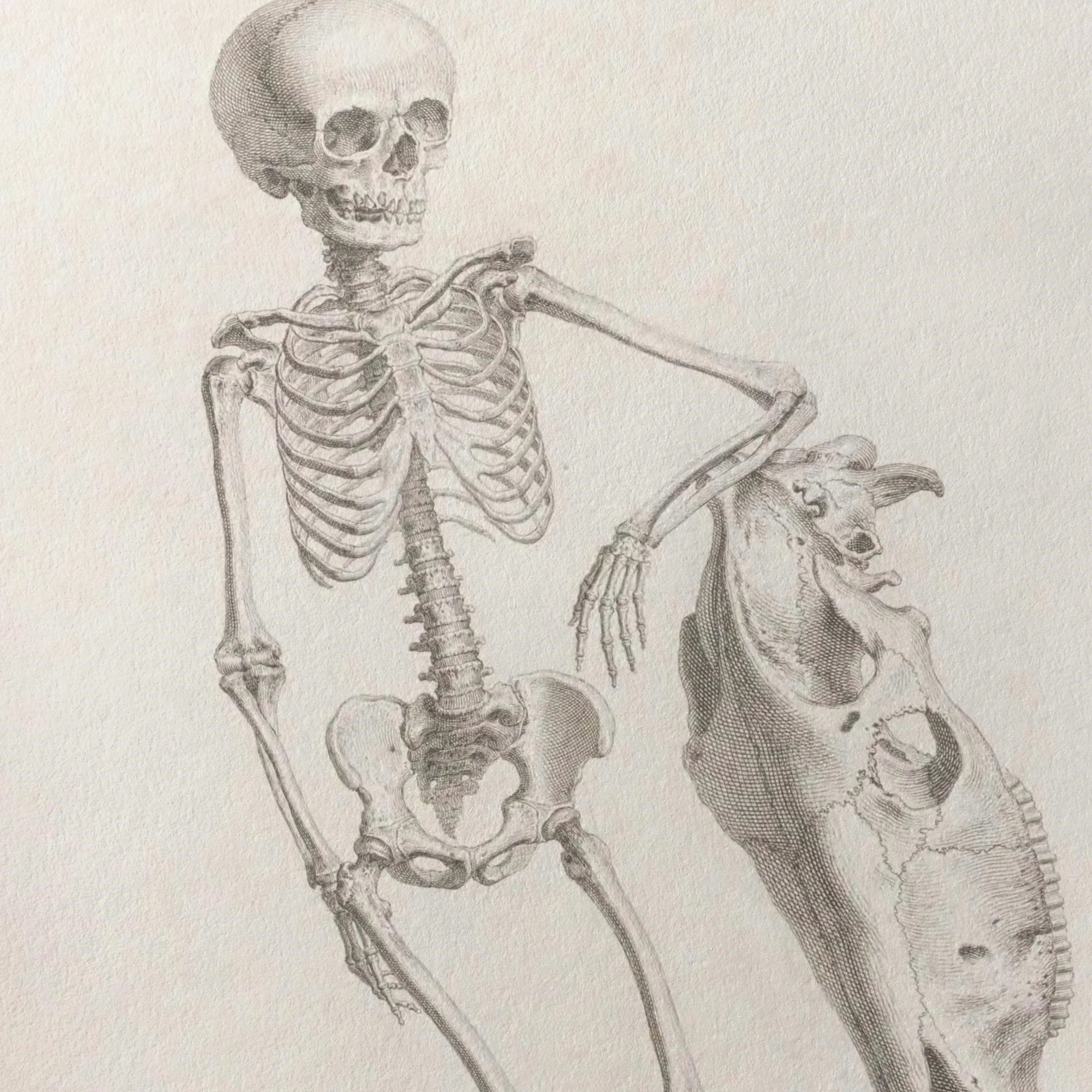 Anatomy: Plate No. 35