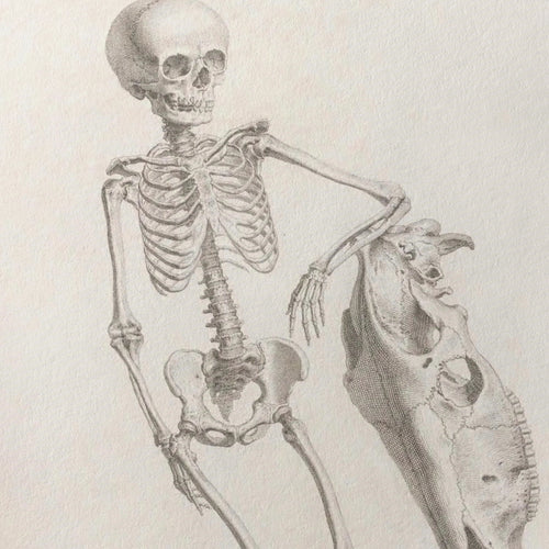 Anatomy: Plate No. 35