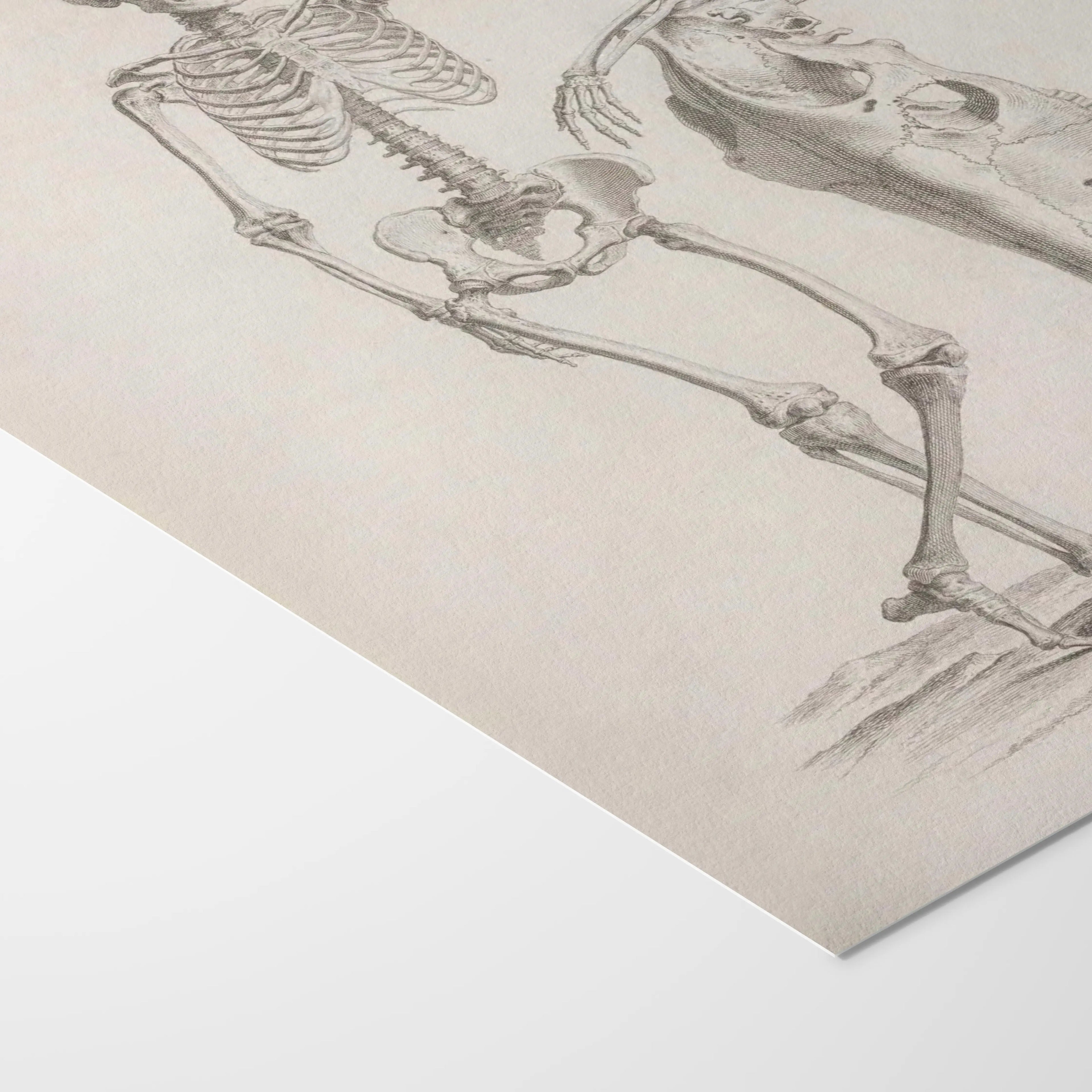 Anatomy: Plate No. 35