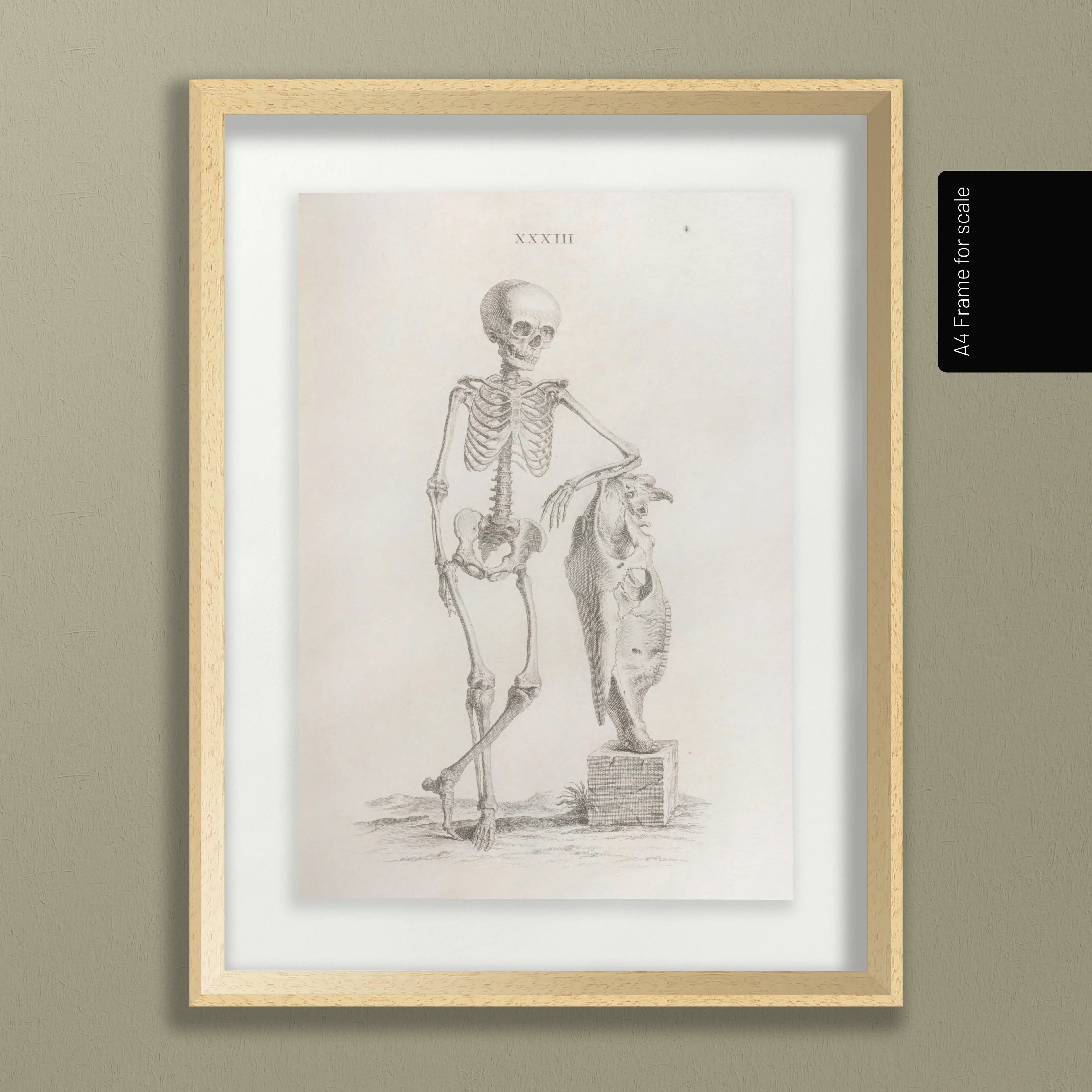 Anatomy: Plate No. 35