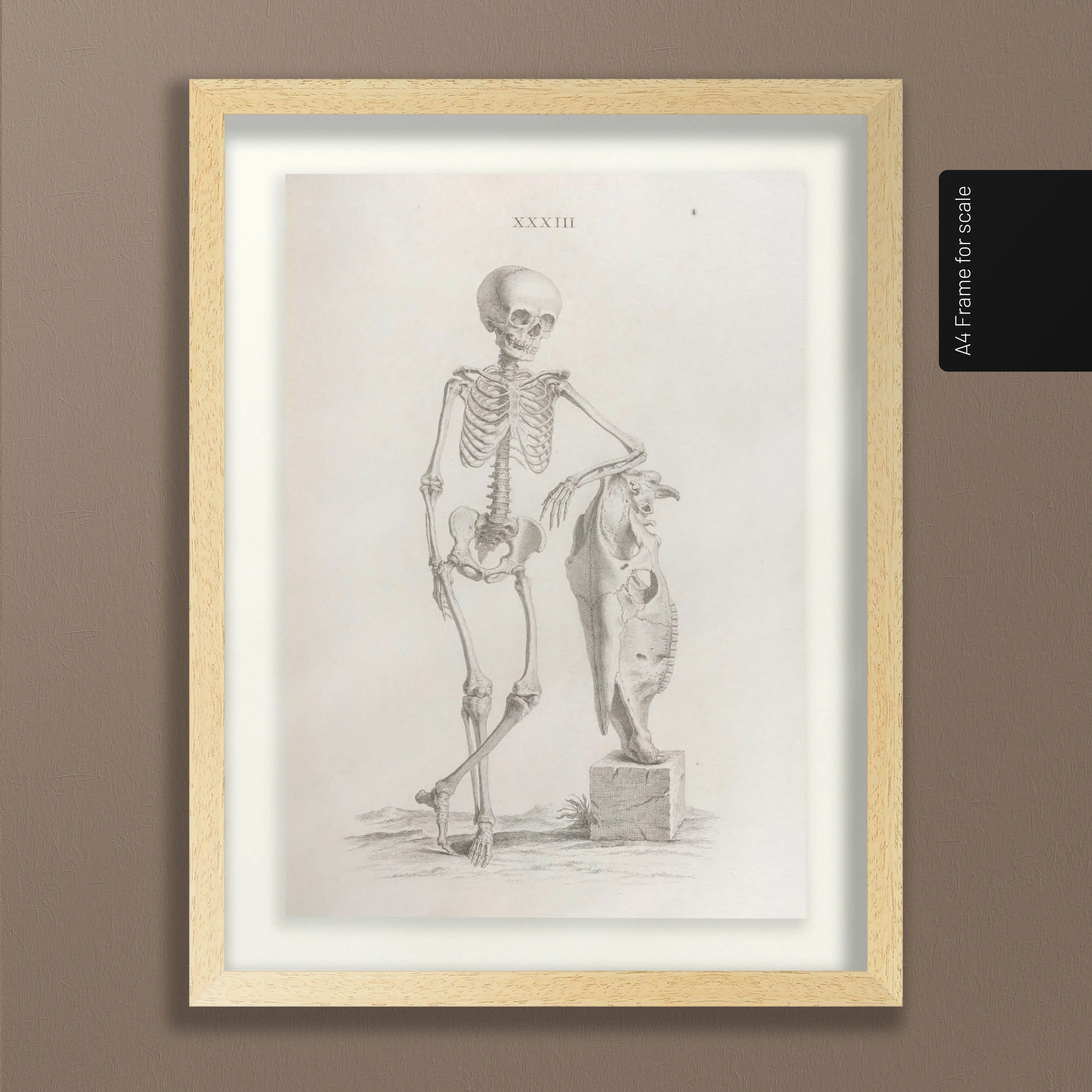 Anatomy: Plate No. 35