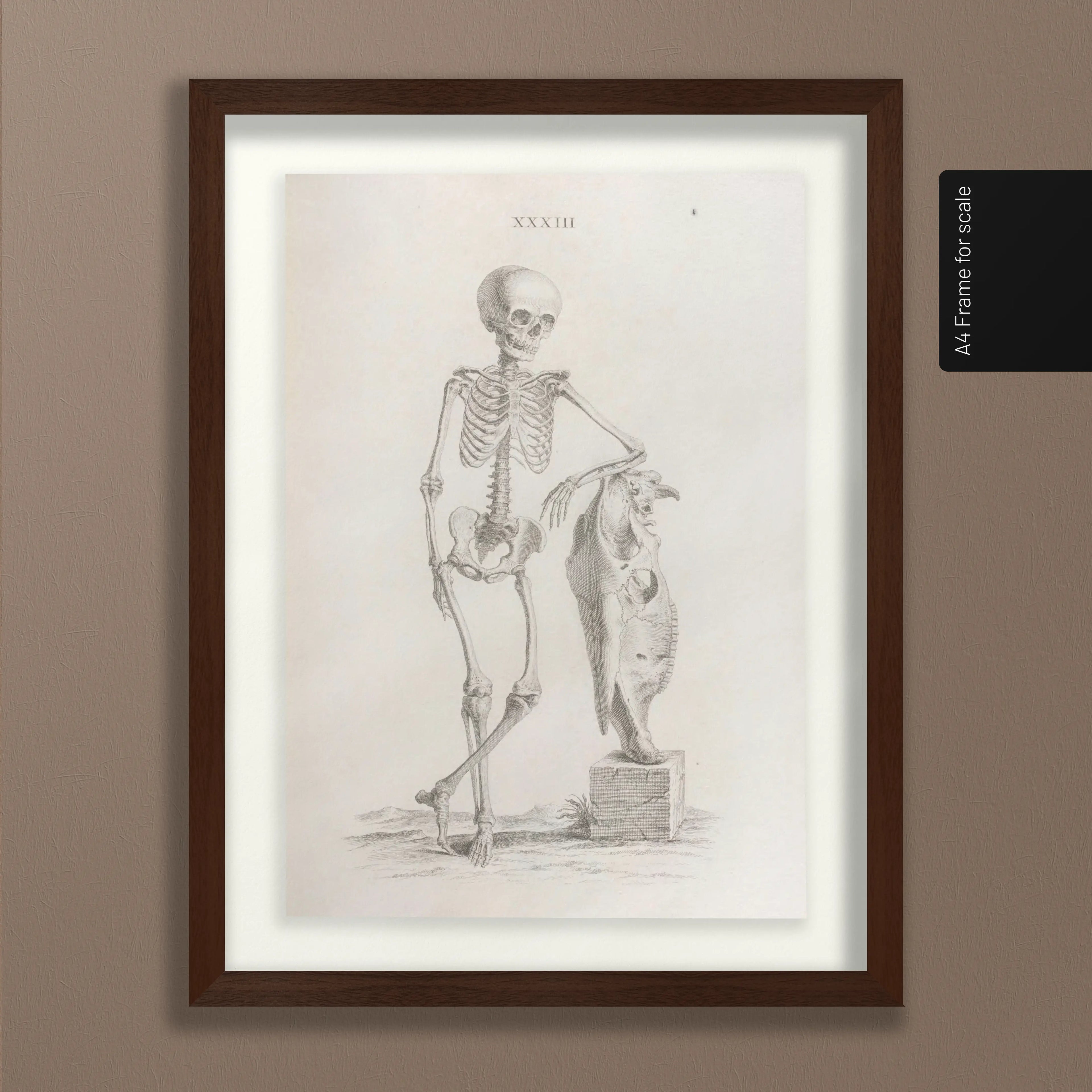 Anatomy: Plate No. 35