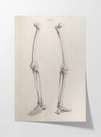 Anatomy: Plate No. 36