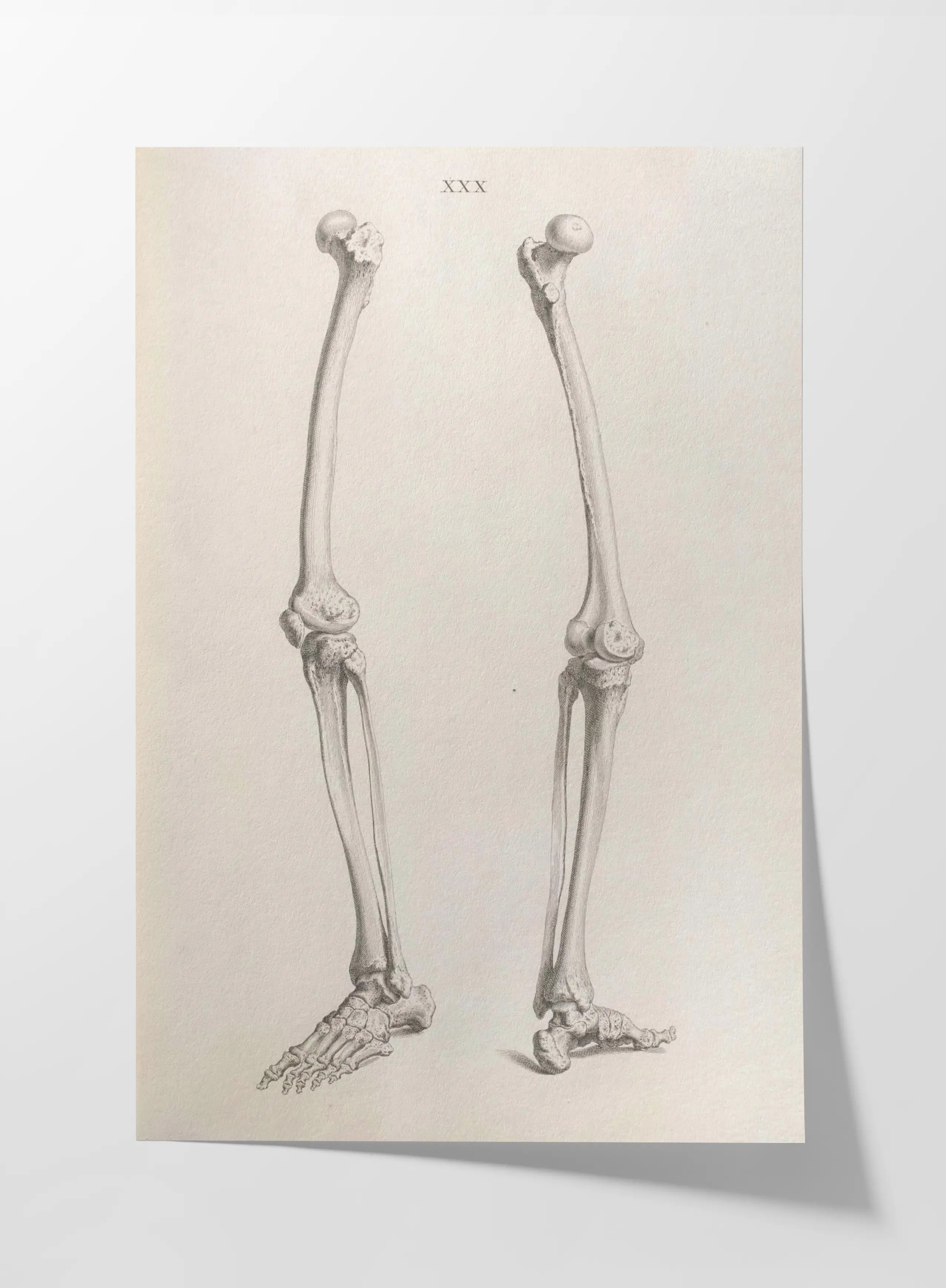 Anatomy: Plate No. 36
