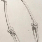 Anatomy: Plate No. 36