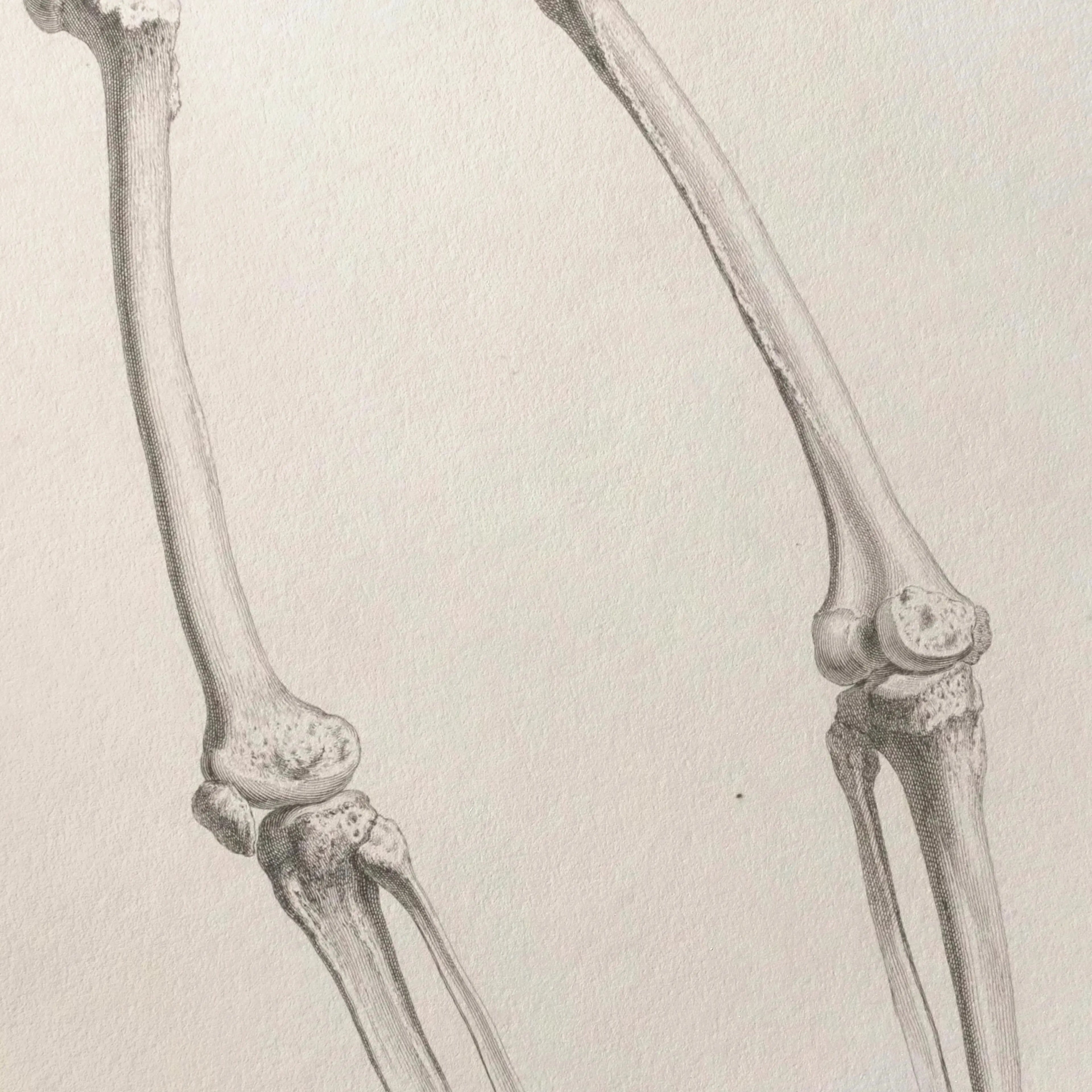 Anatomy: Plate No. 36